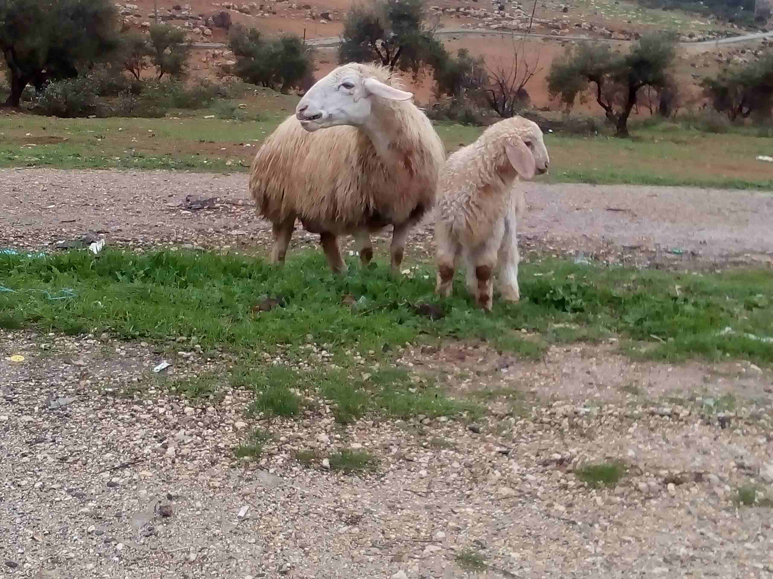 جرش طريق ازرقا                                            


	 				لا تنسَ أنك شاهدت هذا الإعلان في عنكبوت            
	 				
                            نعجه'مع بنتها'نخب عمر 4سنوات...