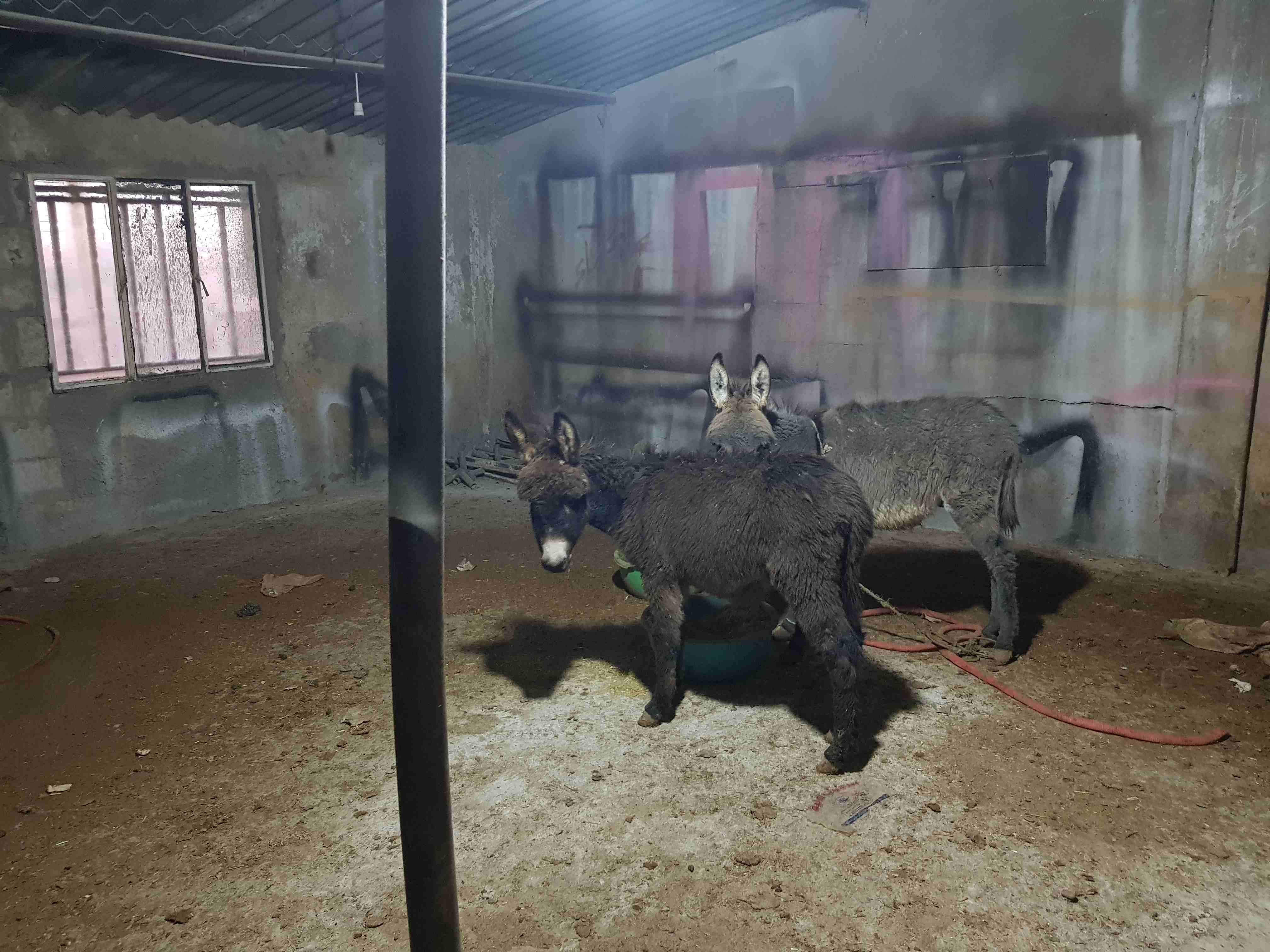 حمار كر صغير ذكر وانثى                                            


	 				لا تنسَ أنك شاهدت هذا الإعلان في عنكبوت            
	 				
                            حمارين صغار ذكر وانثى بصحة جيدة لل...