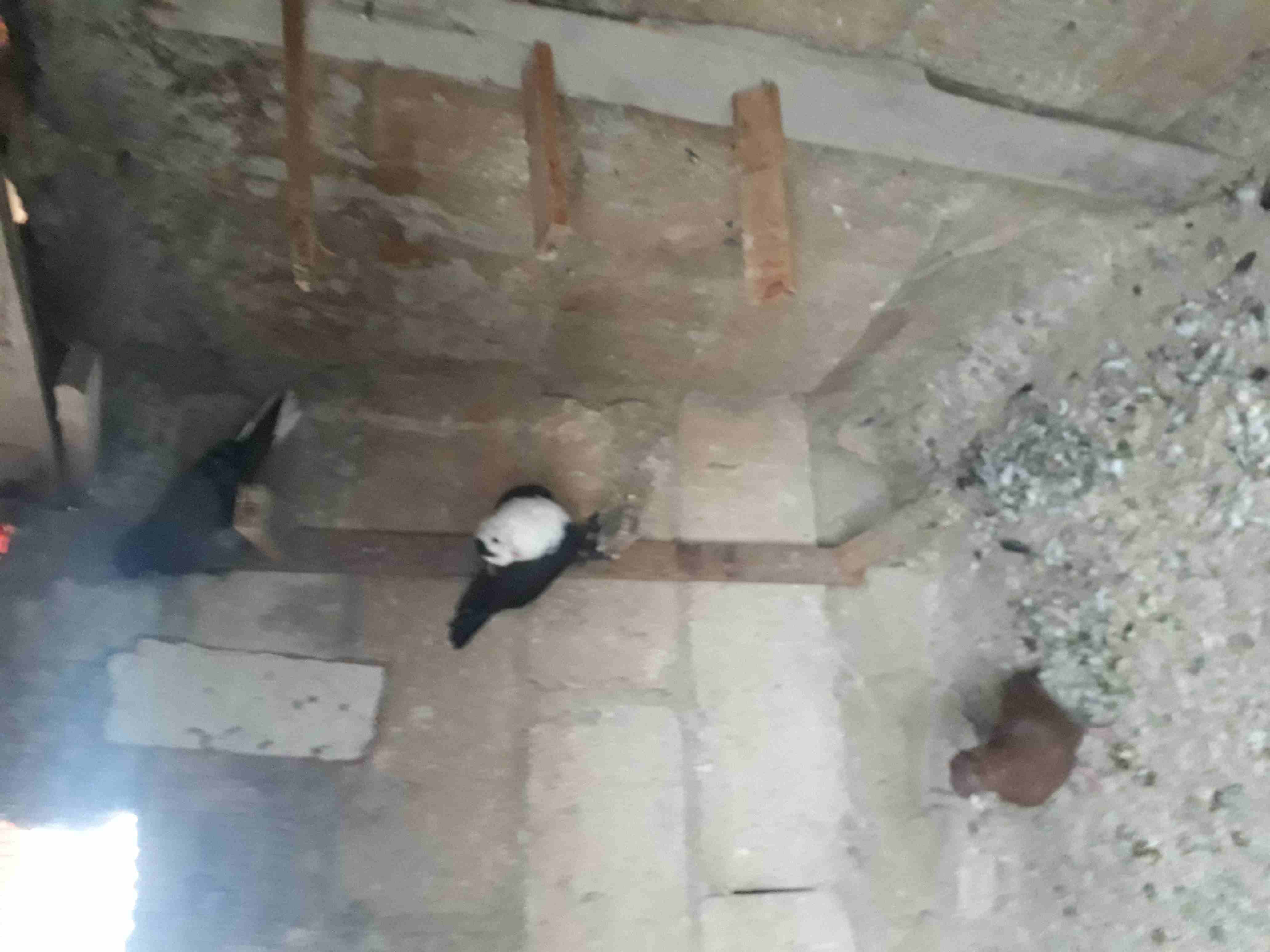 4 فراخ للبيع
لا تنسَ أنك شاهدت هذا الإعلان في عنكبوت
الرصيفه الجبل الشمالي
4 فراخ للبيع وعليهم فر...
