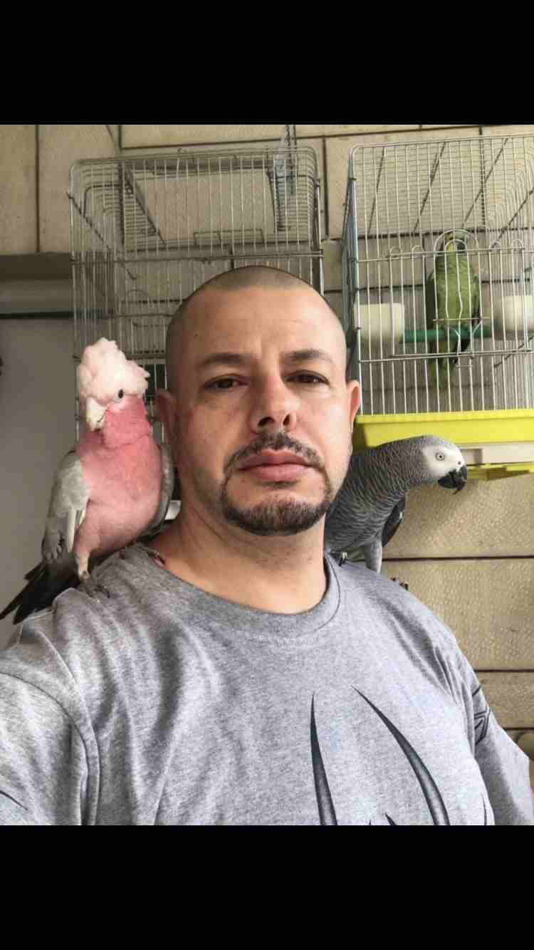 خبير طيور المعاكيف ابو ايهم
لا تنسَ أنك شاهدت هذا الإعلان في عنكبوت
بيع شراء تبديل ترويض علاج ق...