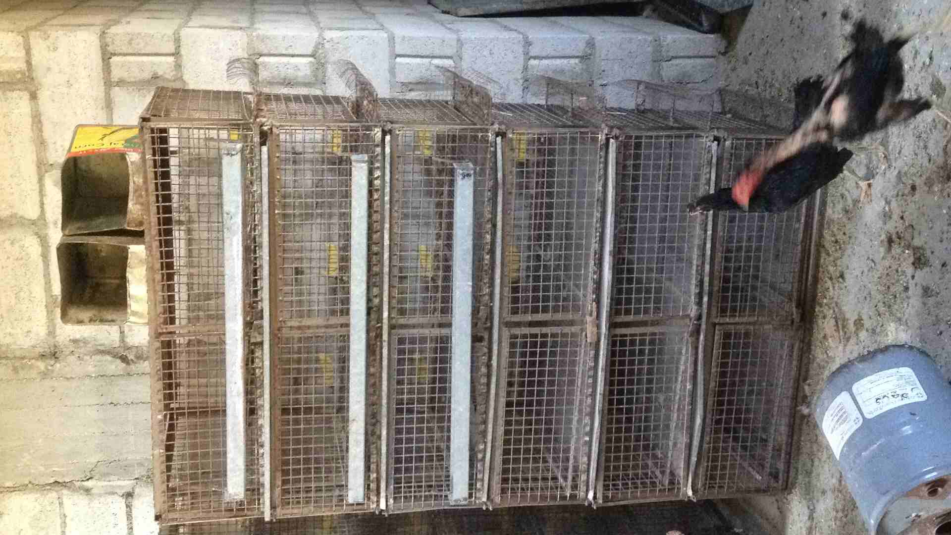 قفص للبيع او البدل
لا تنسَ أنك شاهدت هذا الإعلان في عنكبوت
قفص ارتفاع (180) سم عرض متر عمق (65)سم...