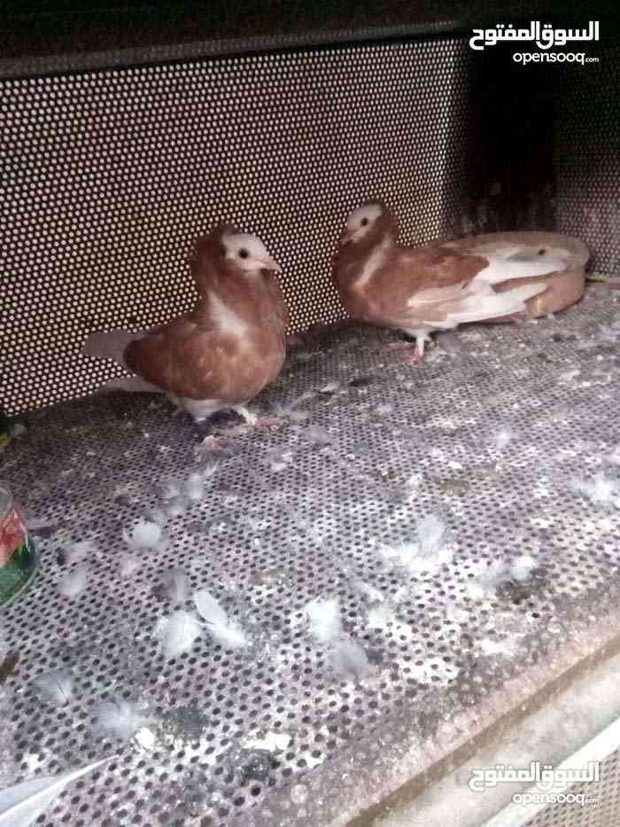 جوز نمساوي                                            


	 				لا تنسَ أنك شاهدت هذا الإعلان في عنكبوت            
	 				
                                جوز نمساوي شغال صحه ونظافه ممتازه هدول الص...