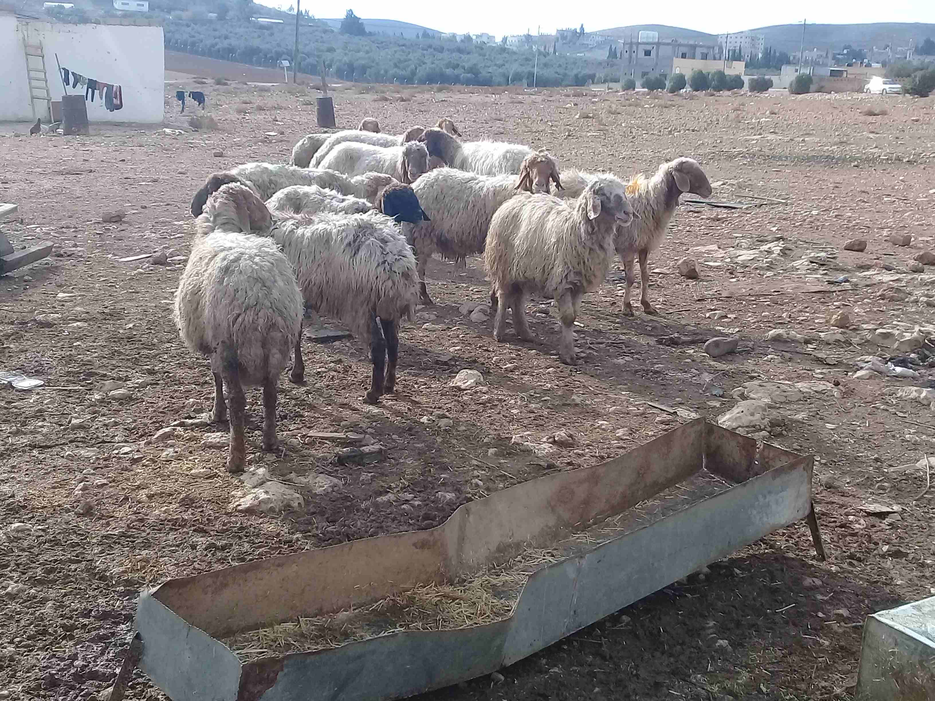 نعاج 12 سبعه اعشار سن ولحم
لا تنسَ أنك شاهدت هذا الإعلان في عنكبوت
نعاج 12 سبعه إعشار من شهرين لى...