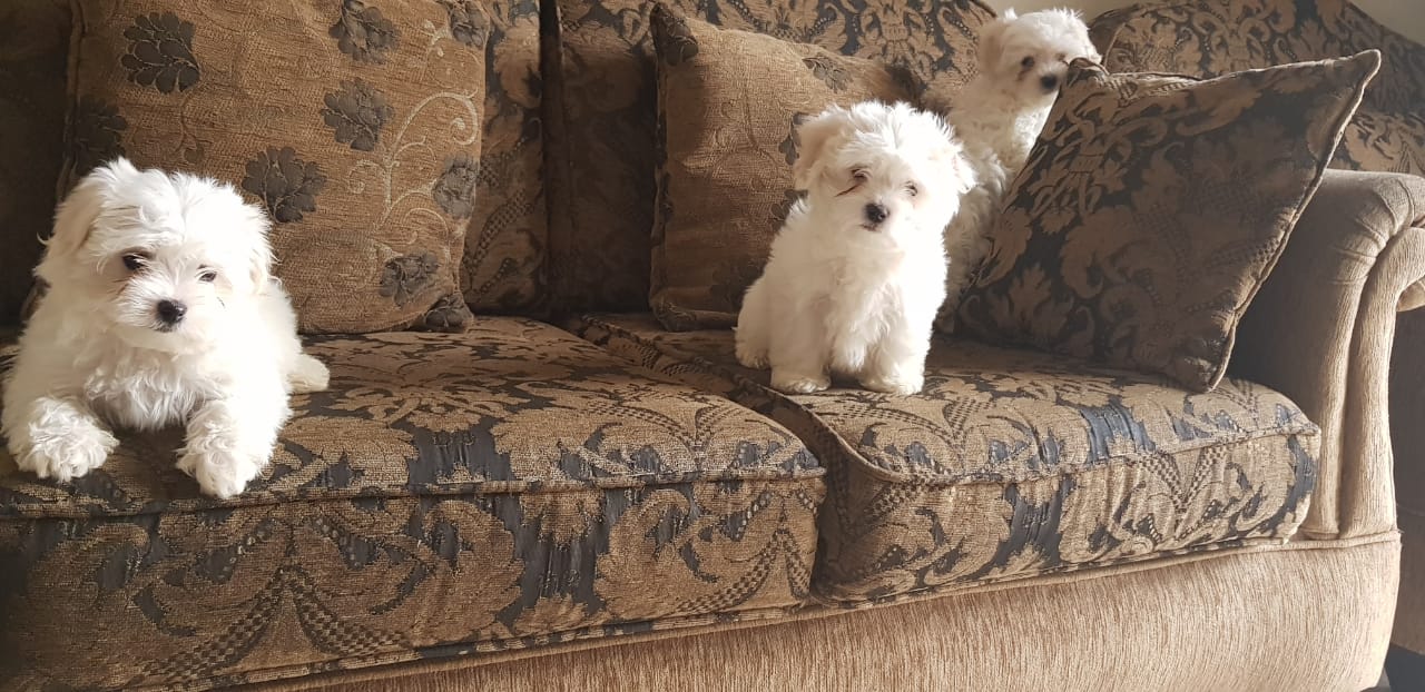 Imported maltese
لا تنسَ أنك شاهدت هذا الإعلان في عنكبوت
Imported Maltese Dogs
The parents h...