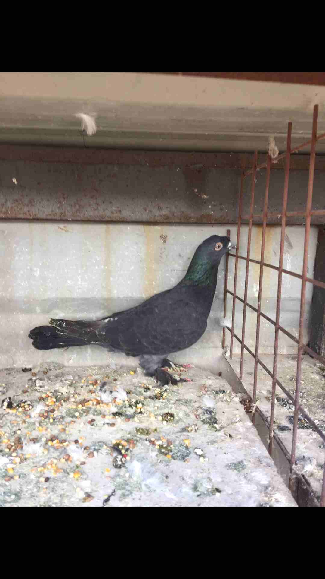 9طيور كش للبيع بسعر مغري
لا تنسَ أنك شاهدت هذا الإعلان في عنكبوت
الطيور كش كلهم فحول
عدد 9 للبيع...