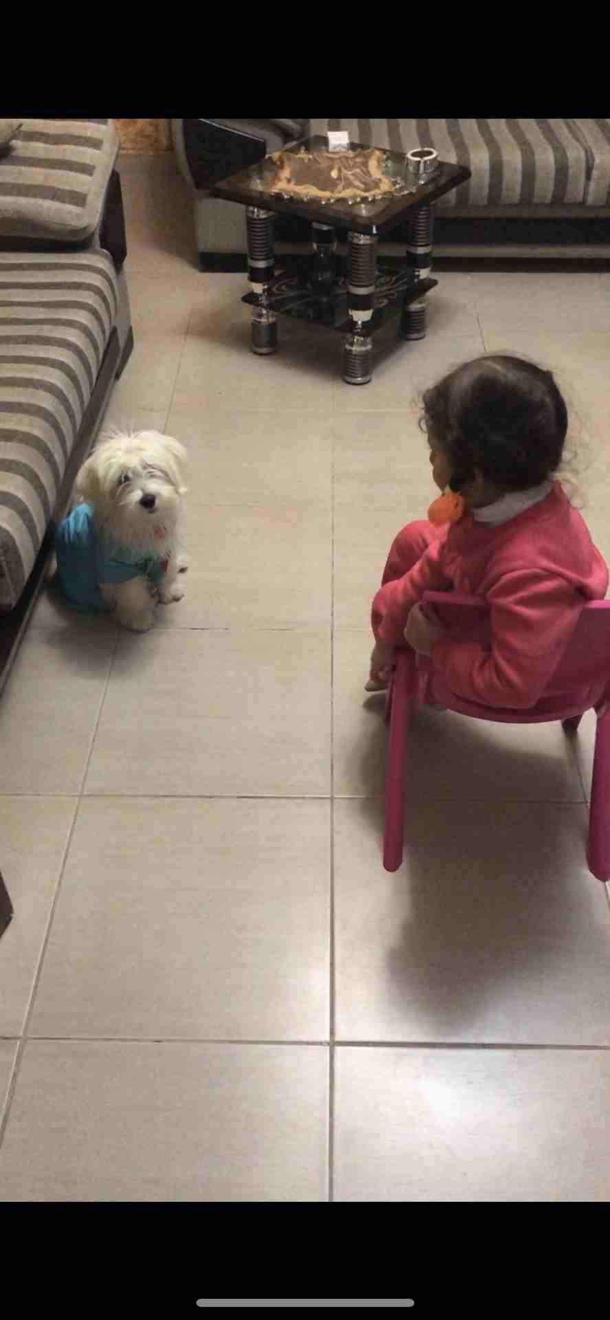 فرنش تيريير -french terrier
لا تنسَ أنك شاهدت هذا الإعلان في عنكبوت
french terrier pure 100%
Fema...