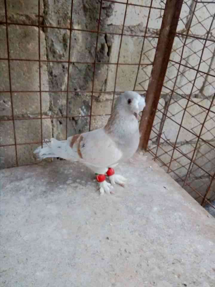 طير حمام                                            


	 				لا تنسَ أنك شاهدت هذا الإعلان في عنكبوت            
	 				
                                طير حمام 0778827541

	 				رقم المعلن :077...