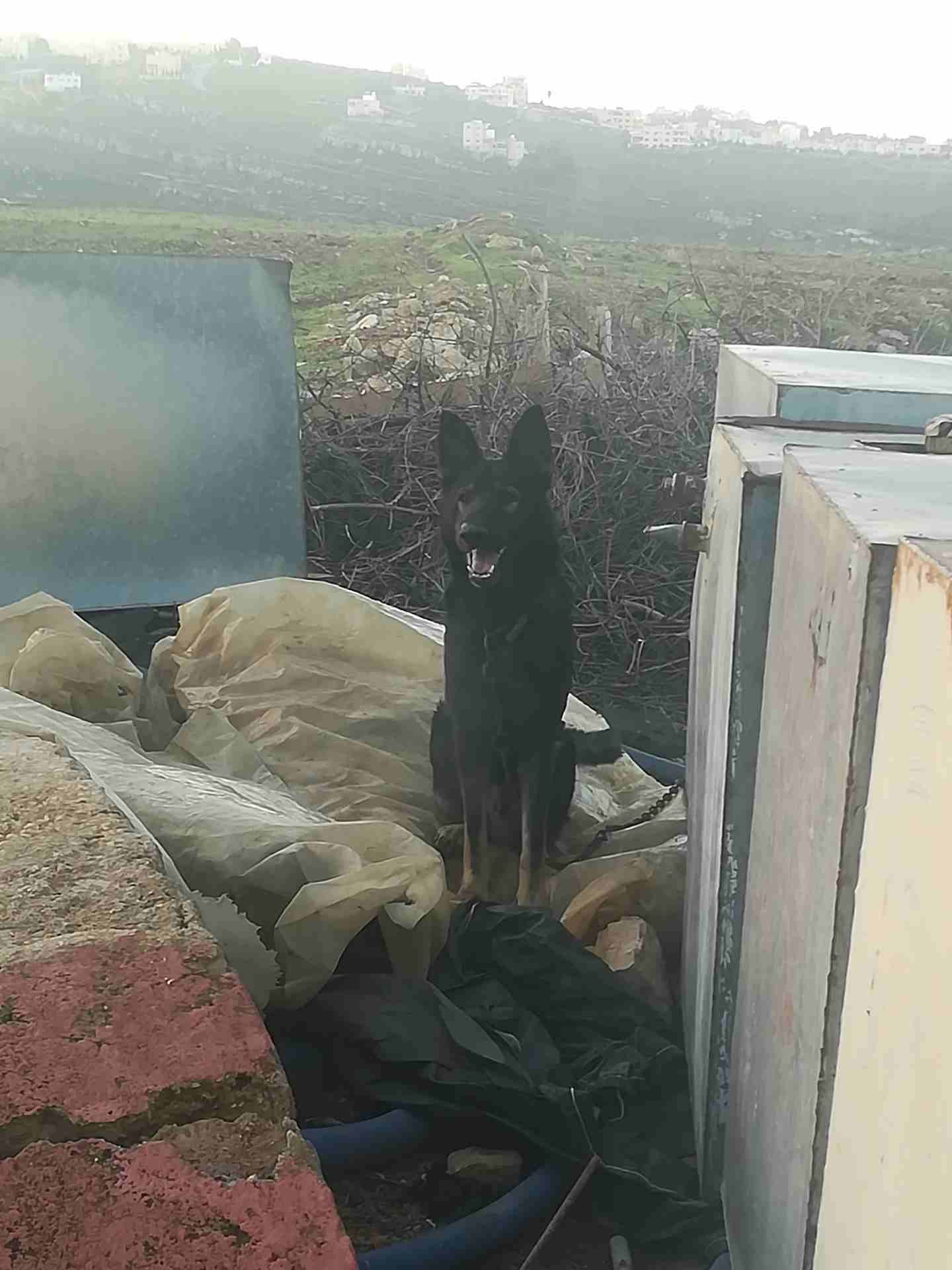 كلب جيرمني للبيع للاستفسار الرجاء الاتصال
لا تنسَ أنك شاهدت هذا الإعلان في عنكبوت
كلب للبيع الرقم...