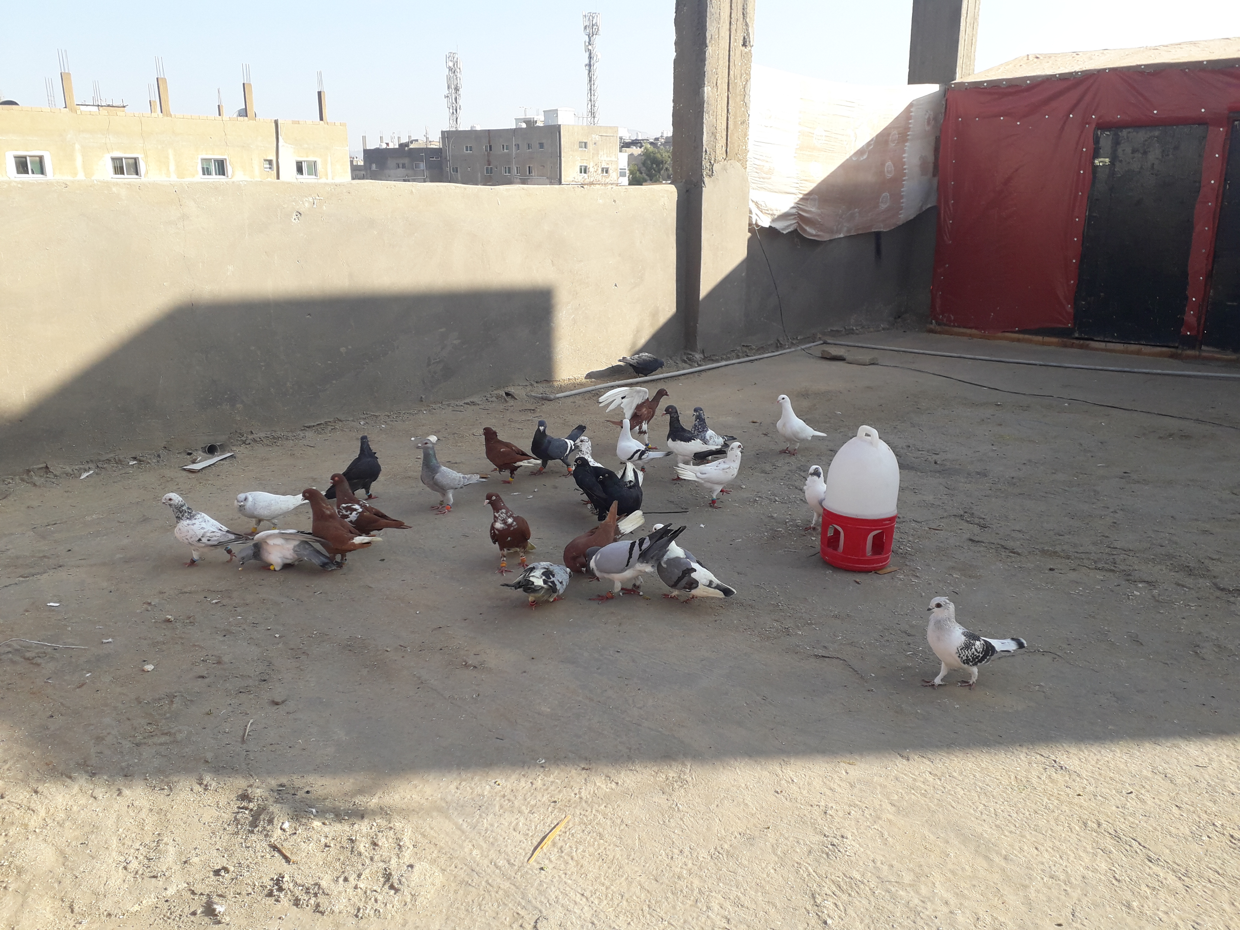 25 طير حمام  للبيع                                            


	 				لا تنسَ أنك شاهدت هذا الإعلان في عنكبوت            
	 				0789097235

	 				رقم المعلن :0789097235

	 				لمشاهدة المزيد...