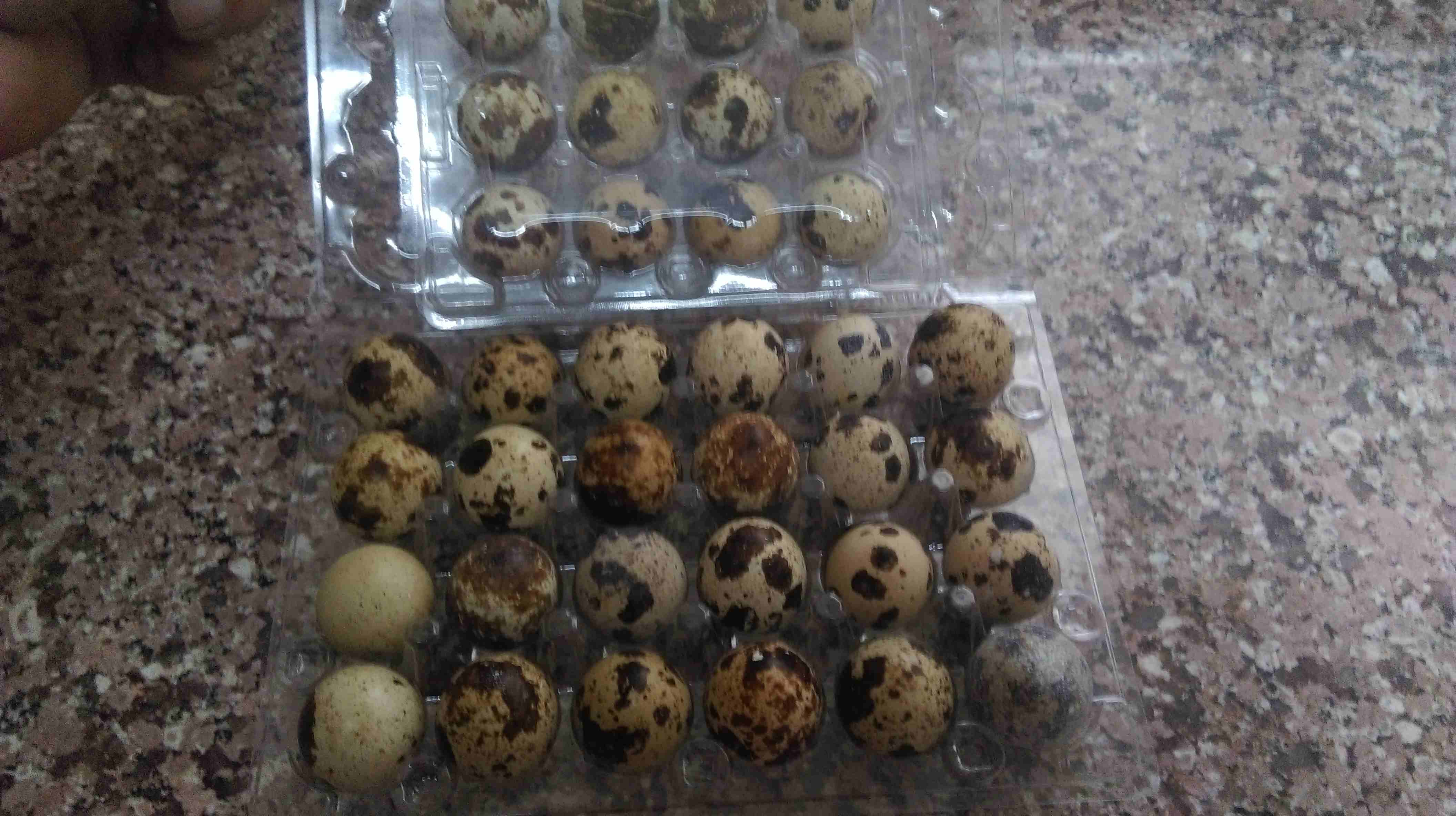طبق بيض فري ب 75 قرش يا بلاش                                            


	 				لا تنسَ أنك شاهدت هذا الإعلان في عنكبوت            
	 				
                            بيض فري للاكل ويوجد مخصب لاص...