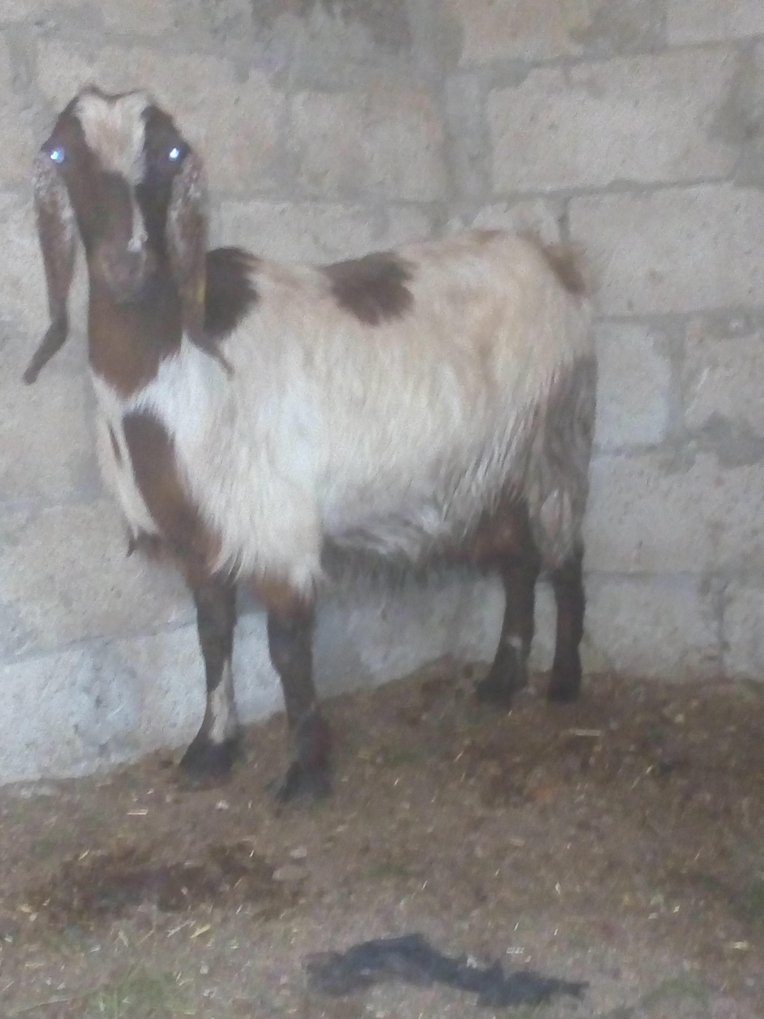 عنز درار على وجه ميلا
لا تنسَ أنك شاهدت هذا الإعلان في عنكبوت
بعد الصلاه على النبي عنزين عشار...