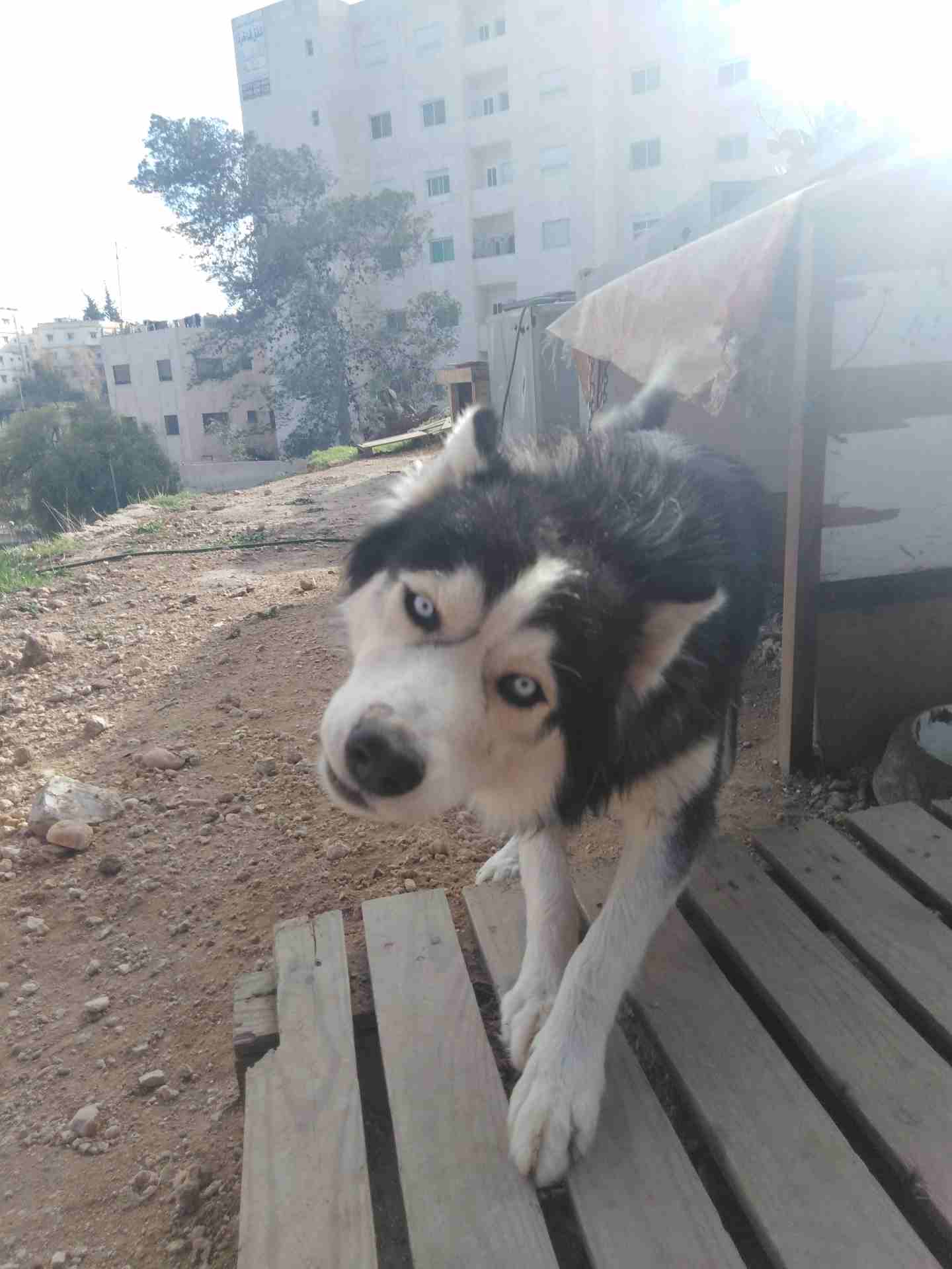 كلب هاسكي ذكر للبيع لون العيون زرق ب200JD
لا تنسَ أنك شاهدت هذا الإعلان في عنكبوت
لون العيون زرق...