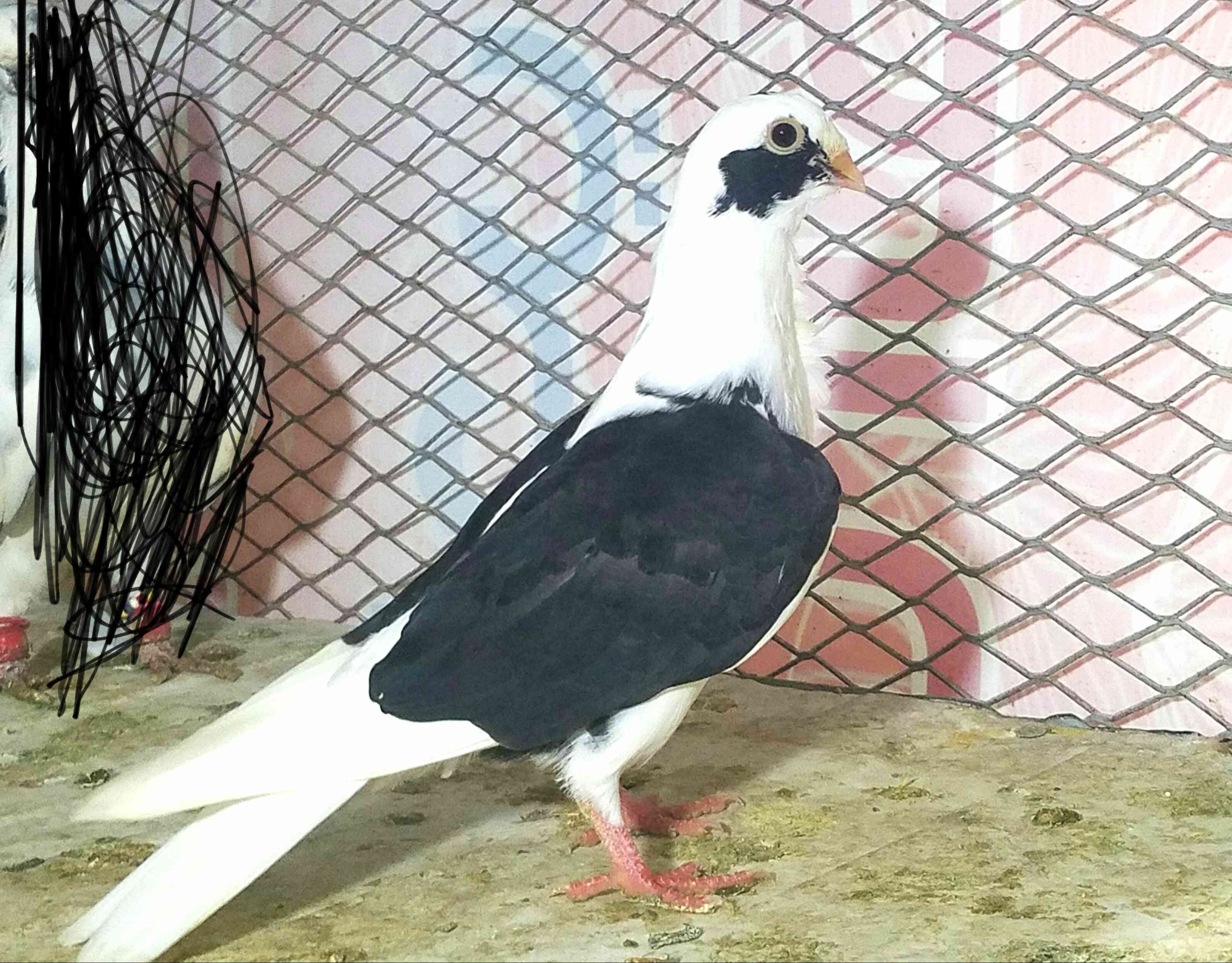 4 طيور حمام بسعر حرق
لا تنسَ أنك شاهدت هذا الإعلان في عنكبوت
موجودات في البنيات مطلوب 20 بالك...