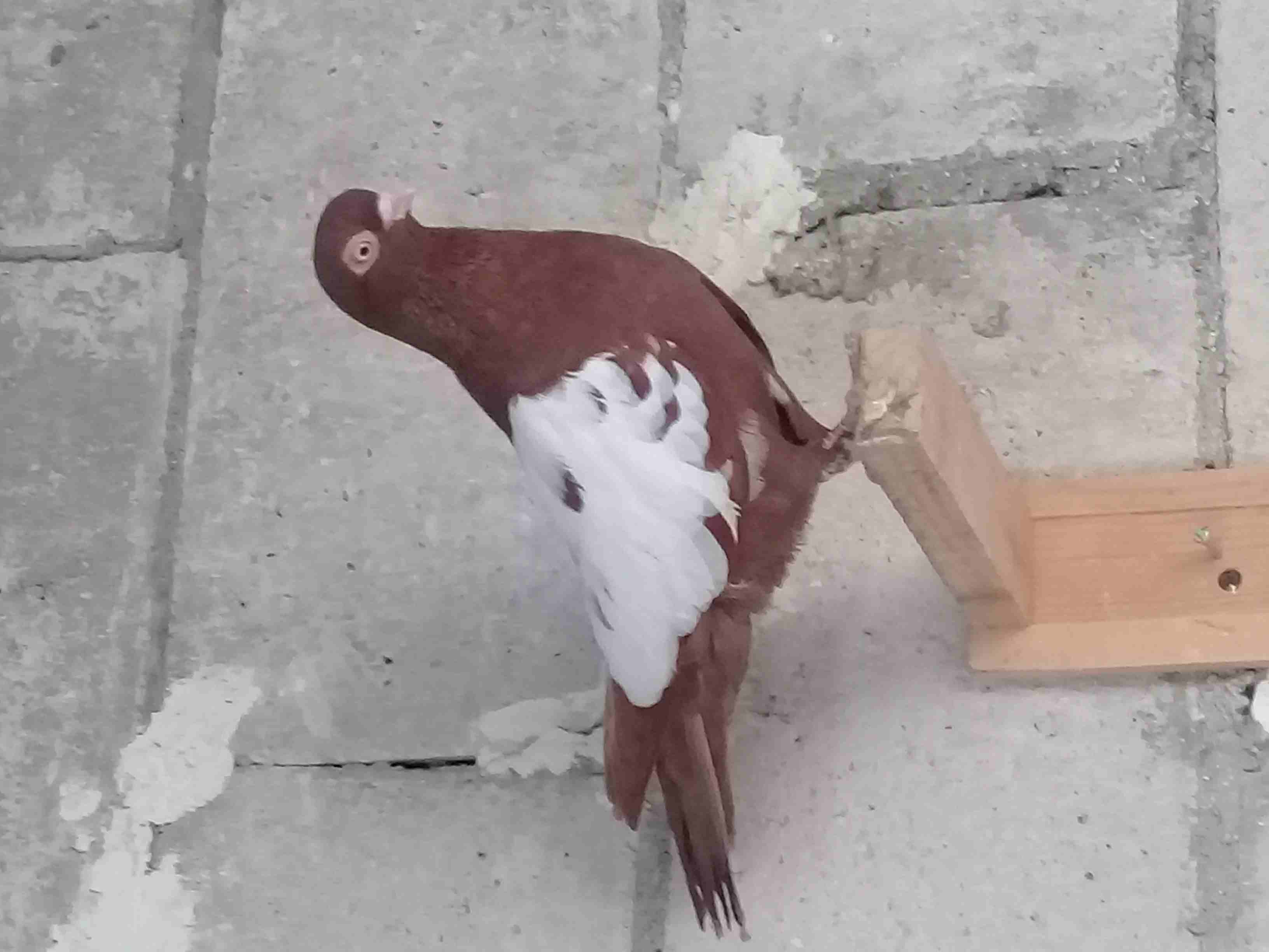 طواير للبيع                                            


	 				لا تنسَ أنك شاهدت هذا الإعلان في عنكبوت            
	 				
                            شغالات كفالة...