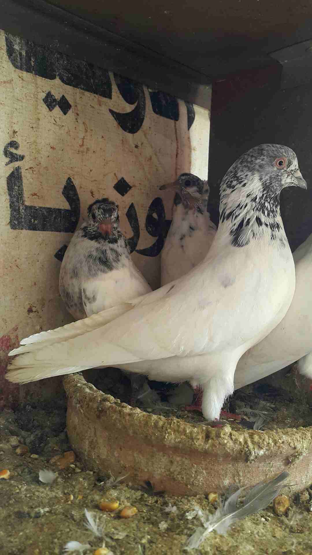 عيلة باكستانيات الجوز مع فراخهم بسعر حرق
لا تنسَ أنك شاهدت هذا الإعلان في عنكبوت
السلام عليكم
جوز...