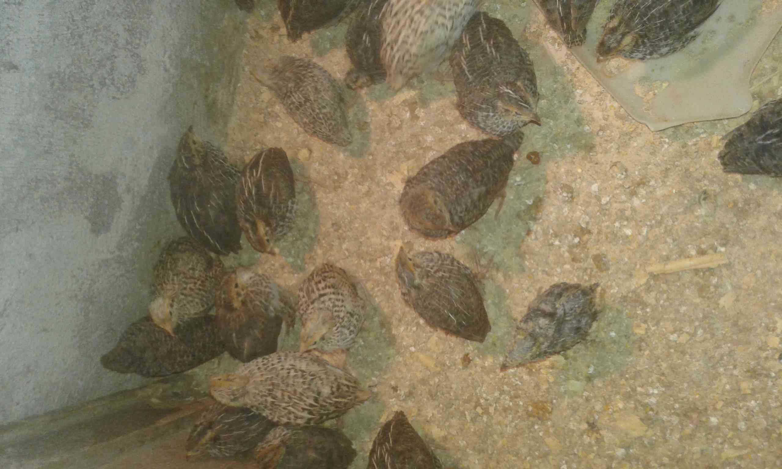 طير الفري غذاء الملوك .
لا تنسَ أنك شاهدت هذا الإعلان في عنكبوت
عمر فوق الشهر ونصف بياض الجوز...
