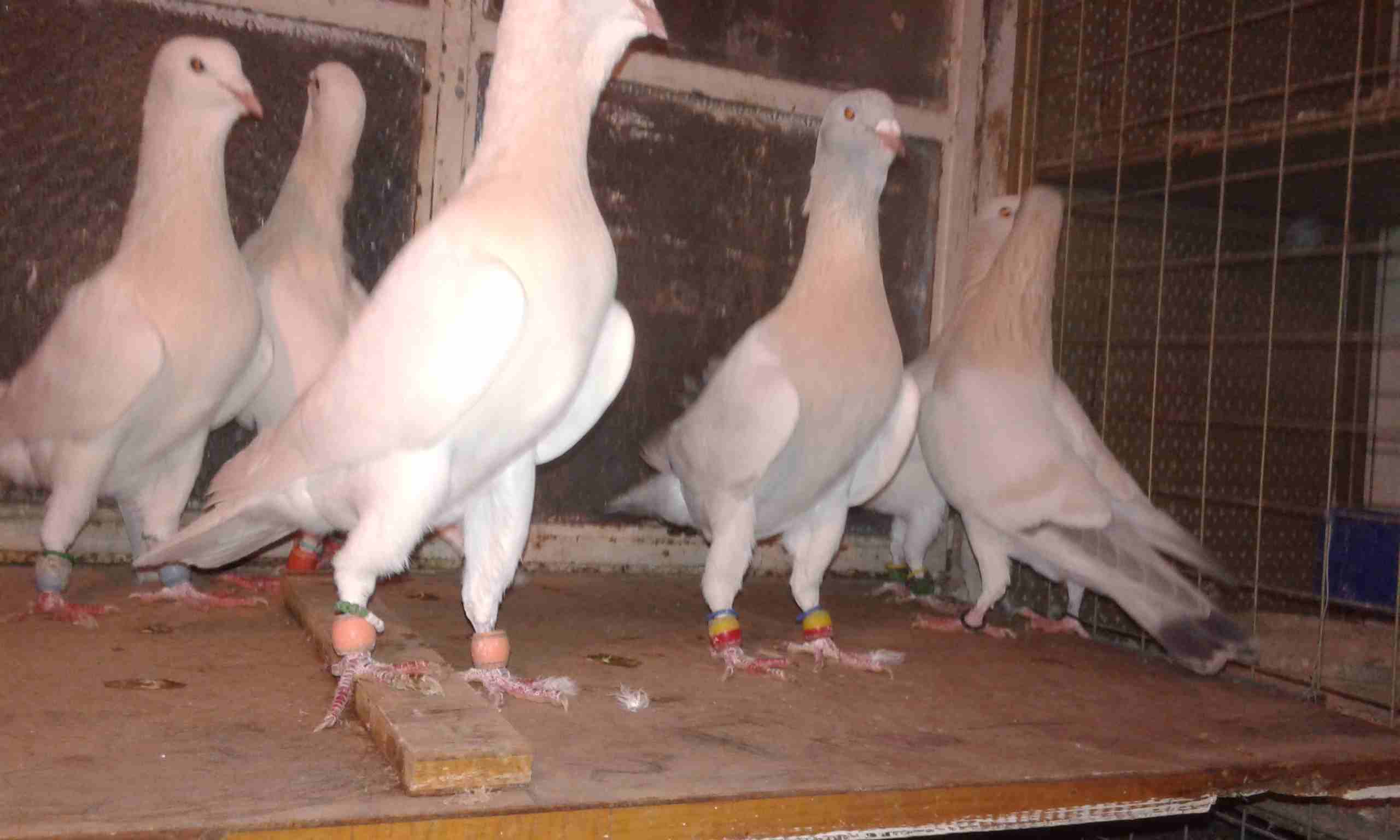 بسم الله اعاده طرح عائله رياحنه وسكريات نخب
لا تنسَ أنك شاهدت هذا الإعلان في عنكبوت
جوز اهالي واو...