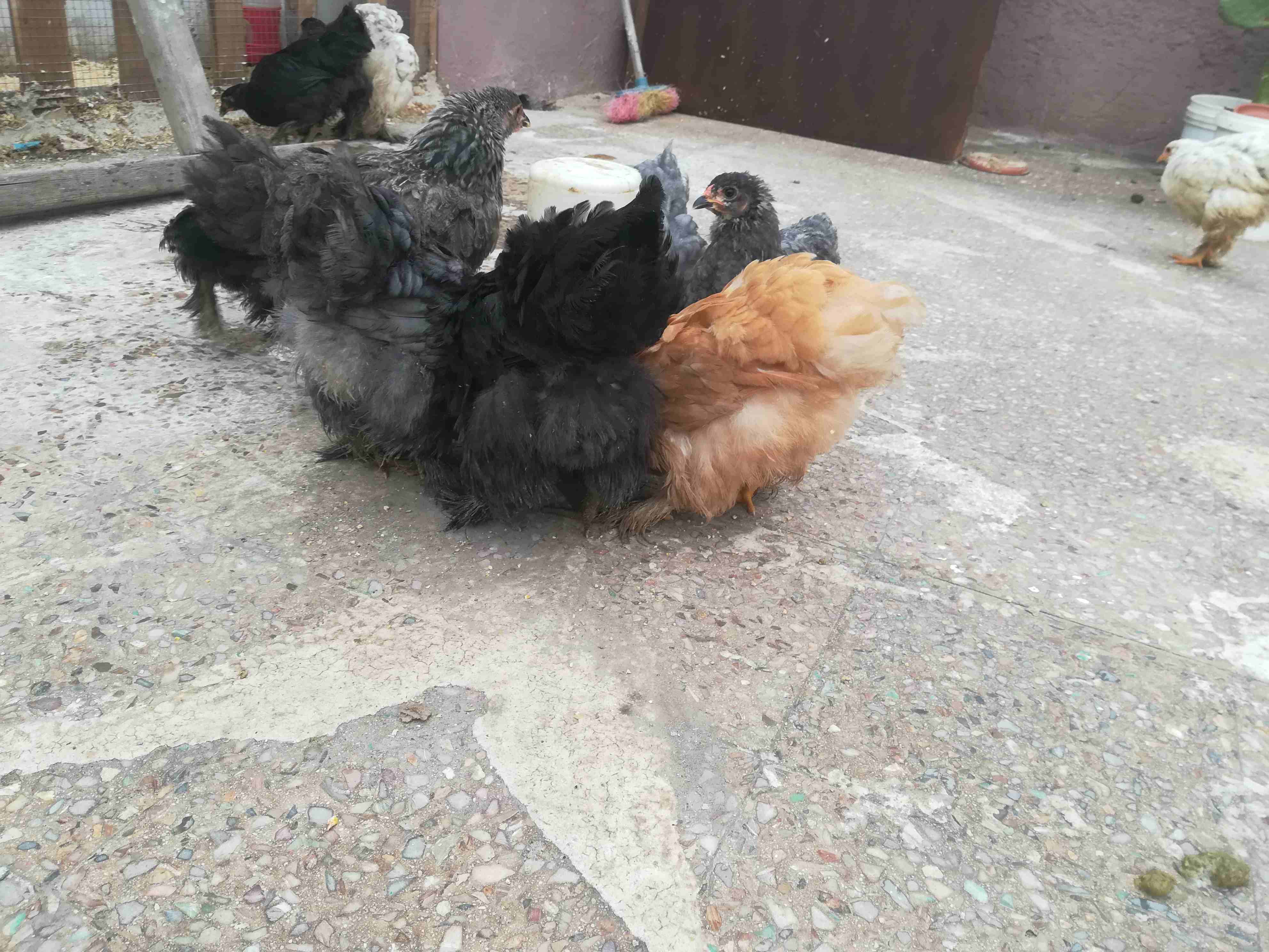 فراخ براهما
لا تنسَ أنك شاهدت هذا الإعلان في عنكبوت
فراخ براهما عمر شهرين عدد 11
الوان( اسود. رز...
