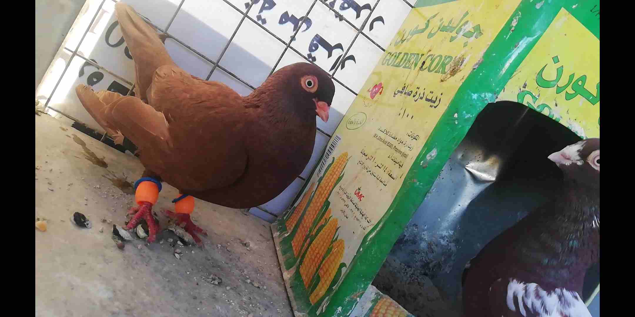 جواز قصات للبيع
لا تنسَ أنك شاهدت هذا الإعلان في عنكبوت
ماشاء الله تبارك الله
جوز مكاويات قراقطه...