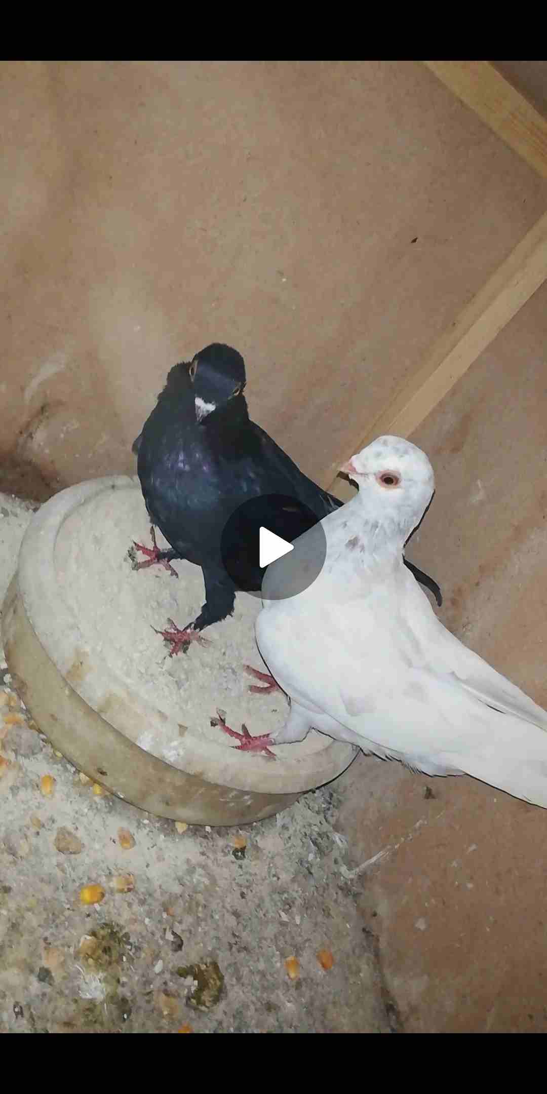 طيرين بواقي 7 على الاغلب                                            


	 				لا تنسَ أنك شاهدت هذا الإعلان في عنكبوت            
	 				
                            فرخين صينيات للبيع موجودات بالسل...