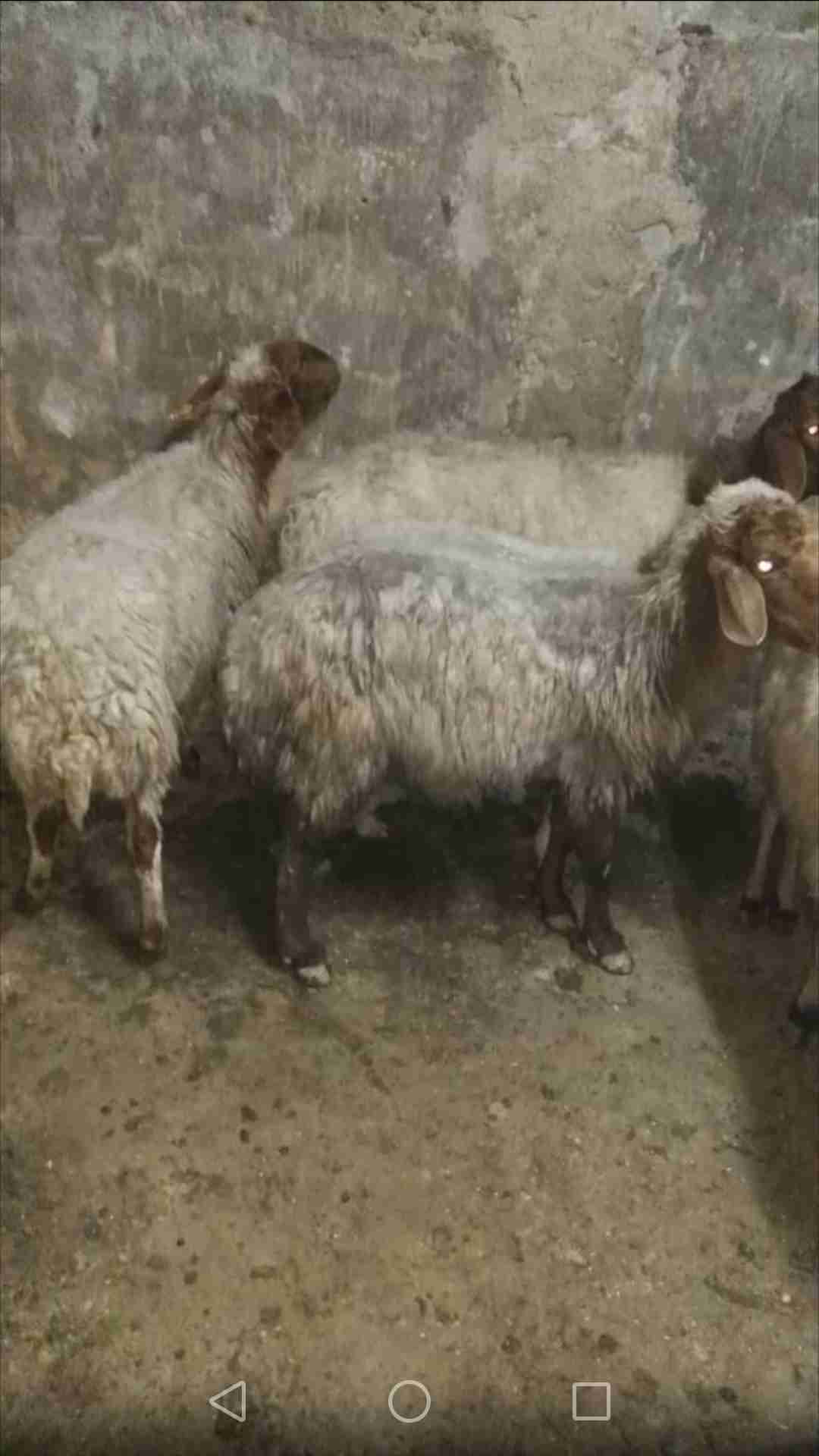 نعجه عشار ثلاث شهور
لا تنسَ أنك شاهدت هذا الإعلان في عنكبوت
نعجه عشار ثلاث شهور بصلاه على الن...