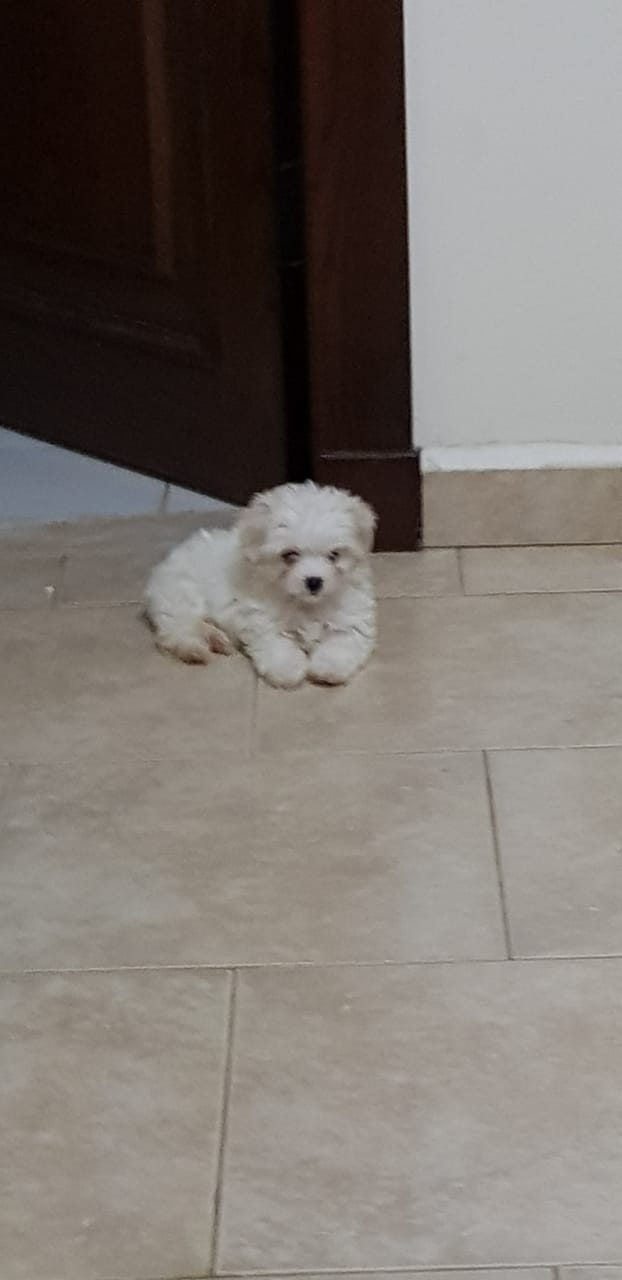 Imported maltese
لا تنسَ أنك شاهدت هذا الإعلان في عنكبوت
Imported Maltese Dogs
The parents h...