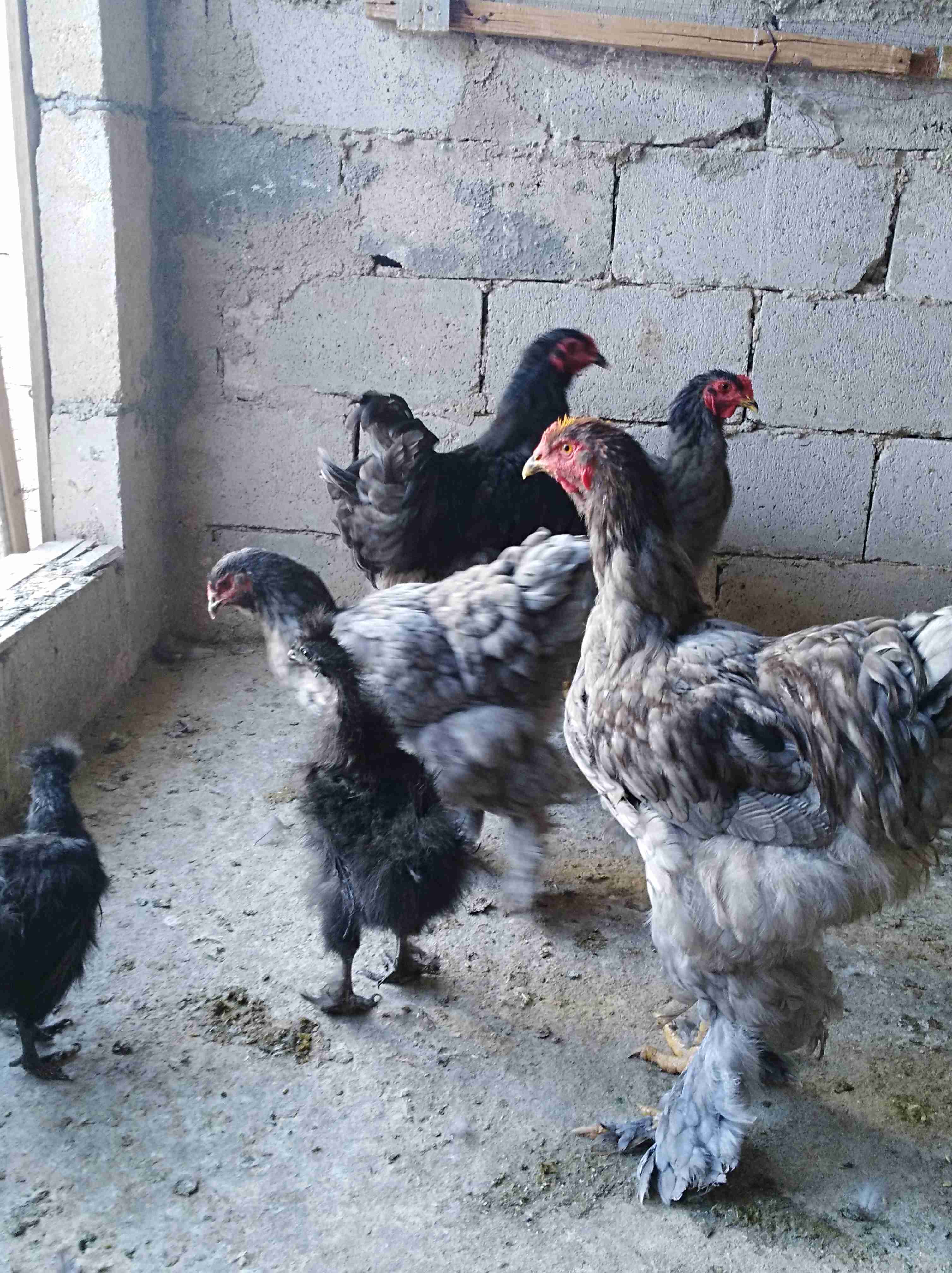 جاج براهمي سوبر جامبو للبيع أو للبدل على جاج بلدي 0772032530
لا تنسَ أنك شاهدت هذا الإعلان في عنكبوت...