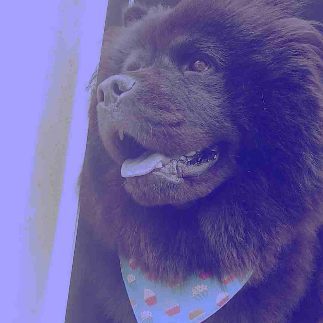 تشاو تشاو (chow chow)                                            


	 				لا تنسَ أنك شاهدت هذا الإعلان في عنكبوت            
	 				
                            بسم الله الرحمن الرحيم(بسعر مغري)!!...