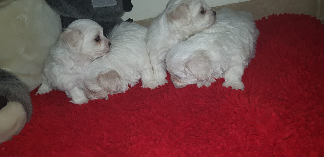 Imported maltese
لا تنسَ أنك شاهدت هذا الإعلان في عنكبوت
Imported Maltese Dogs
The parents h...