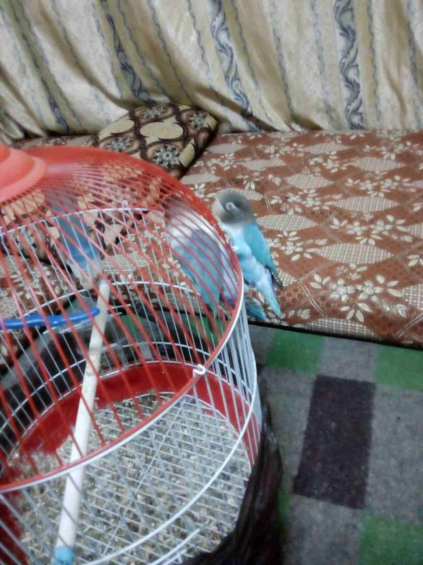 جوز فشر
لا تنسَ أنك شاهدت هذا الإعلان في عنكبوت
جوز فشر مع قفص دائري جديد وكوخ
الذكر ما بعض
لون ا...