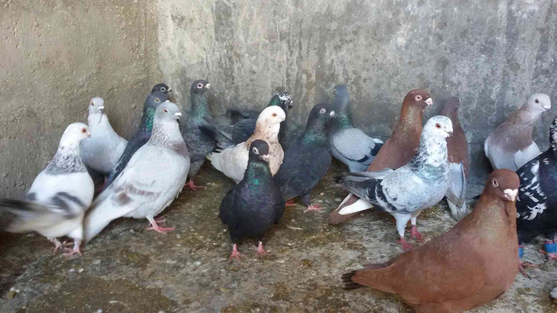 حمام للبيع
لا تنسَ أنك شاهدت هذا الإعلان في عنكبوت
للبيع 47 طير مشكله فيها اجواز وكش البيع كو...