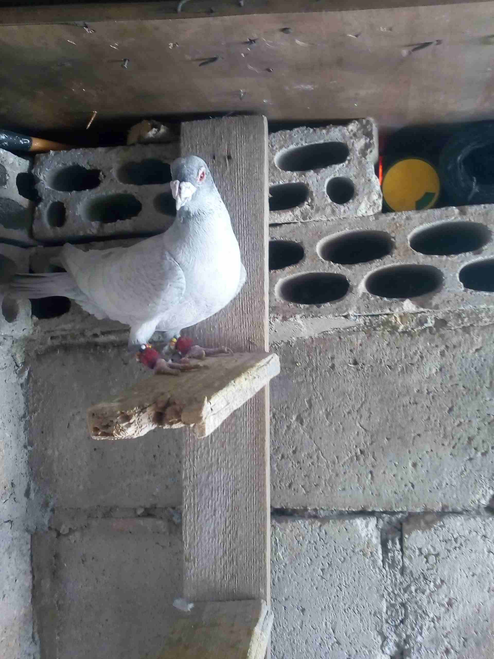 حمام صوريخ طايره بمليح بعد مادبا كش بيديك
لا تنسَ أنك شاهدت هذا الإعلان في عنكبوت
حمام زي مابدك س...