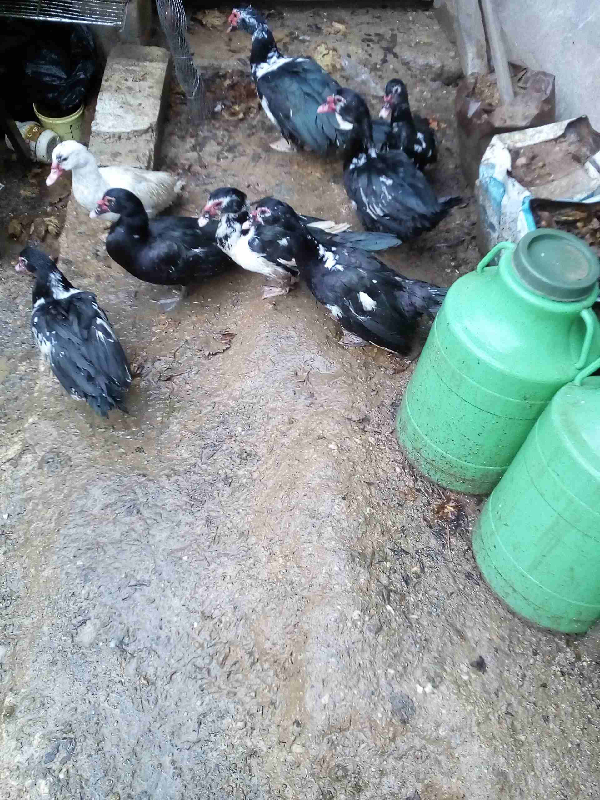 يوجد بط للبيع
لا تنسَ أنك شاهدت هذا الإعلان في عنكبوت
يوجد بط مكسوفي عدد8حبات ذكرين و6اناثي
صحة...