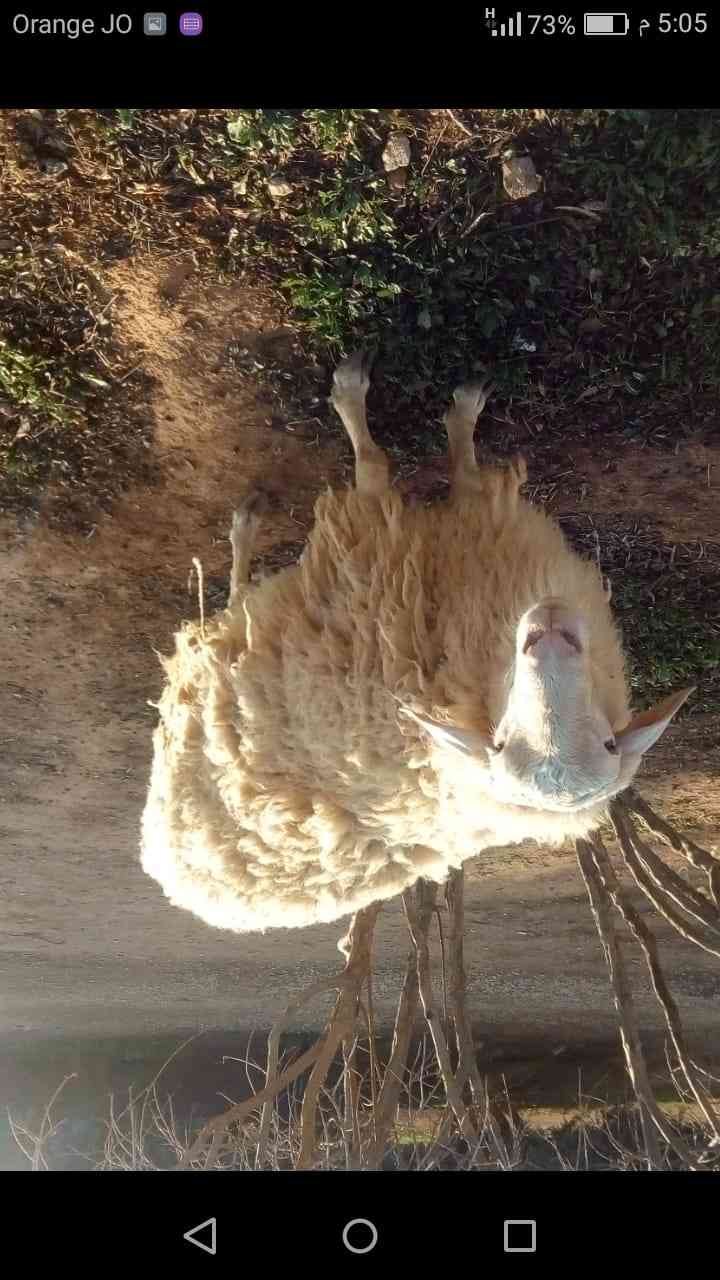 كبش عساف                                            


	 				لا تنسَ أنك شاهدت هذا الإعلان في عنكبوت            
	 				
                                كبش عساف صحه ونضافه
الكبش بالصلاه عالنبي
الس...