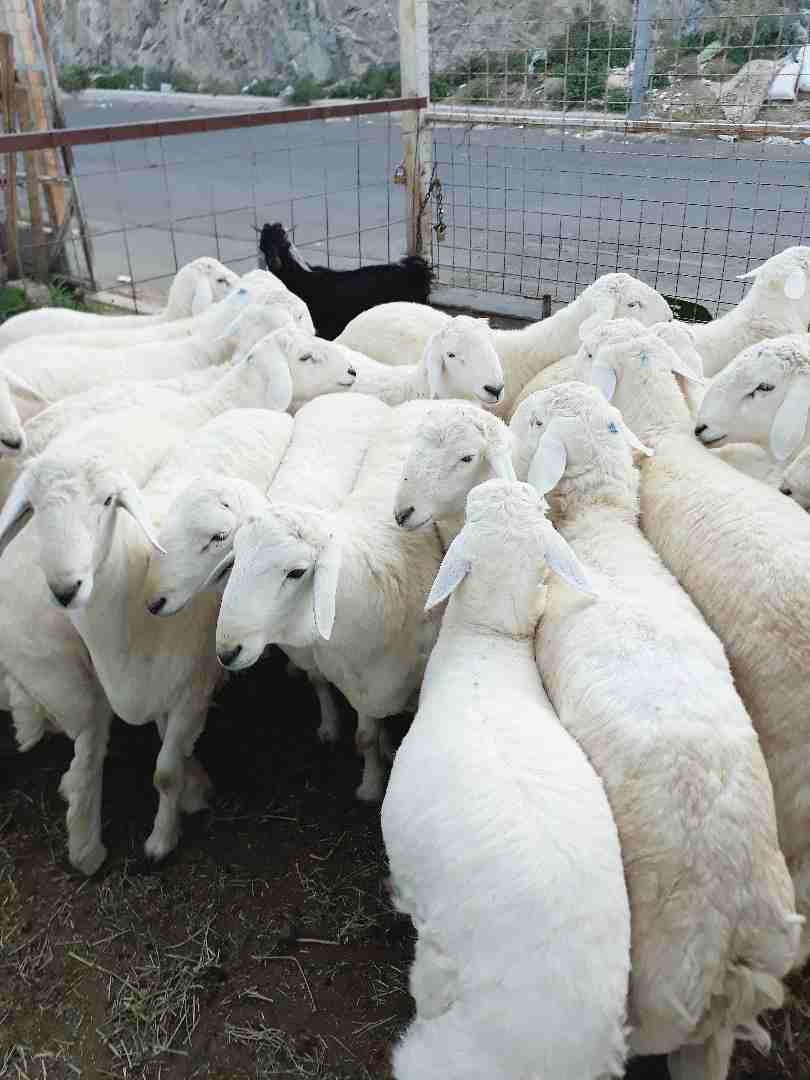 طليان حريه ذبايح جبره ووسط(ثلاجه ضيوف)
لا تنسَ أنك شاهدت هذا الإعلان في عنكبوت
بسم الله الرحمن ال...