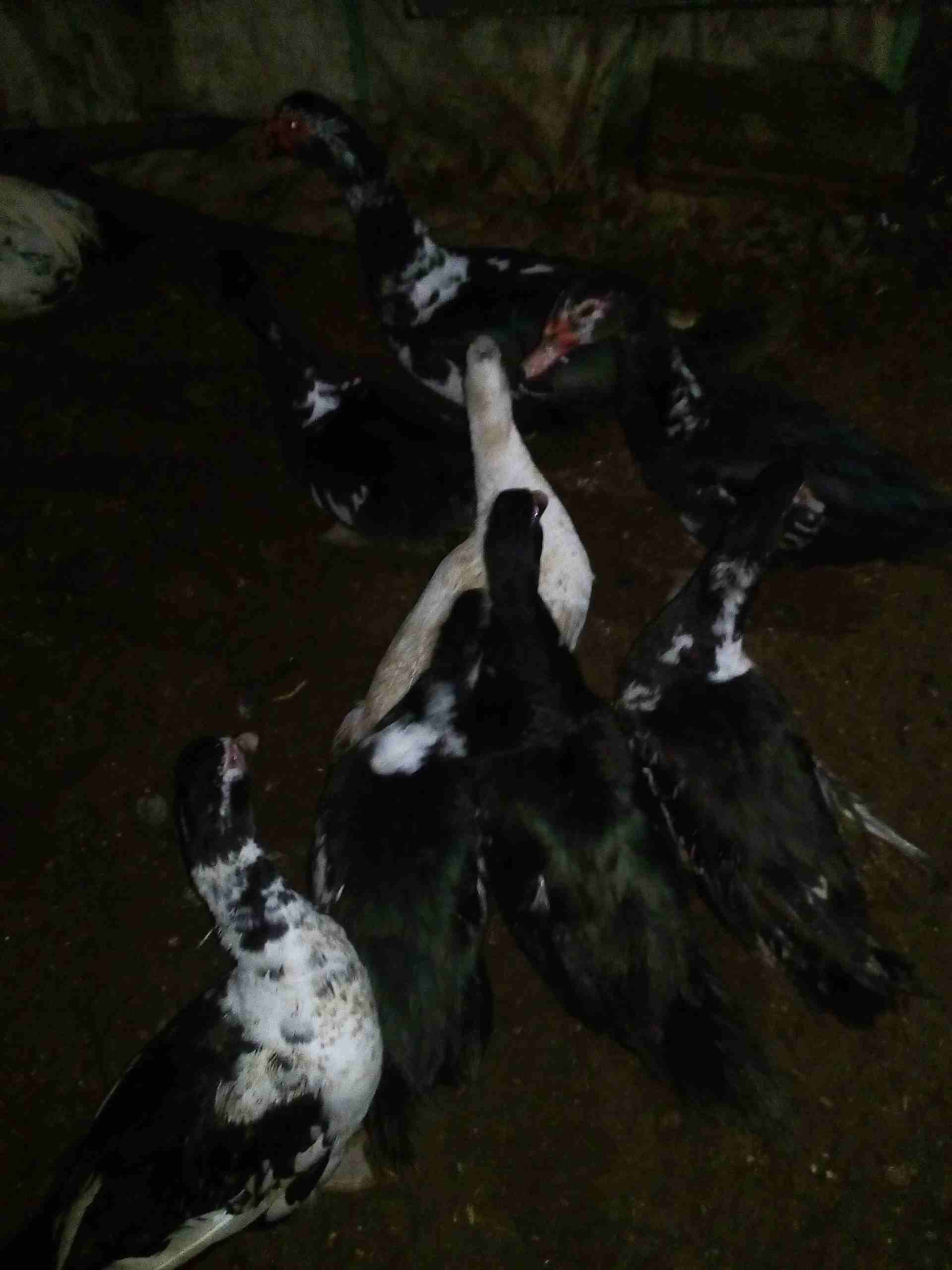 يوجد بط للبيع                                            


	 				لا تنسَ أنك شاهدت هذا الإعلان في عنكبوت            
	 				
                            يوجد بط للبيع نوع كسوفي 3ذكور و5 اناثي...
