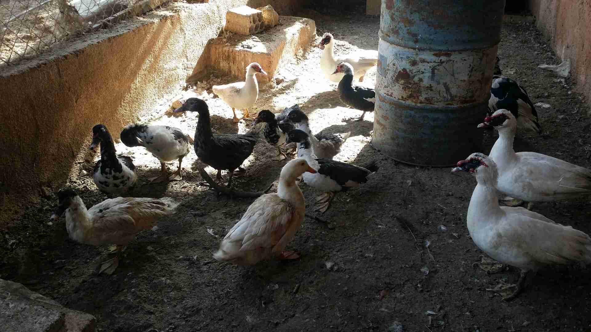 15 بطة للبيع كوم كامل                                            


	 				لا تنسَ أنك شاهدت هذا الإعلان في عنكبوت            
	 				
                                7 بطات عمر 3 أشهر 
والباقي أمها...