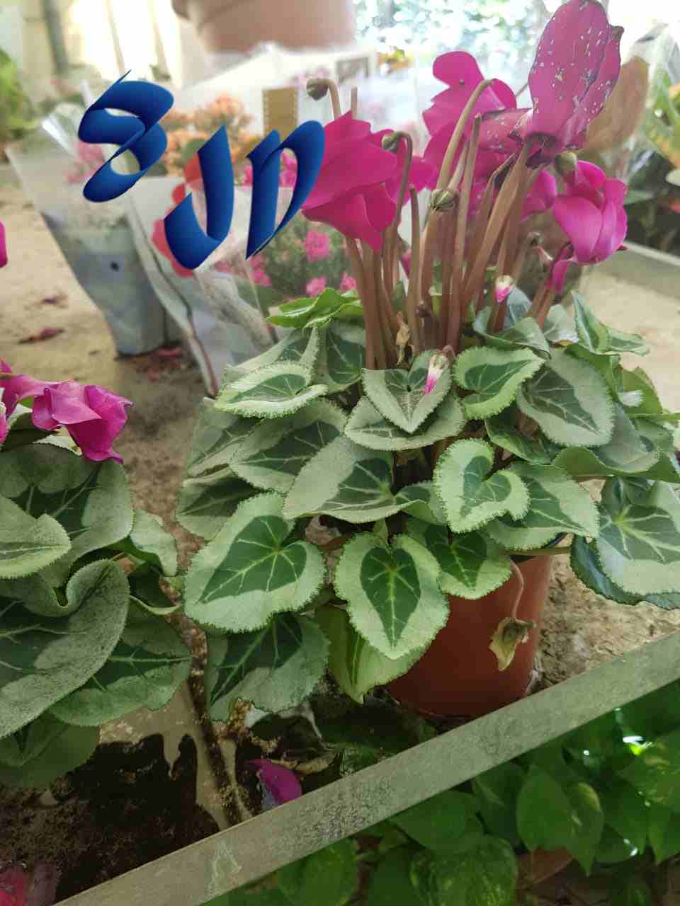نباتات داخلي وخارجي
لا تنسَ أنك شاهدت هذا الإعلان في عنكبوت
الاسعار ع الصور والطلب ع الخاص او ارس...