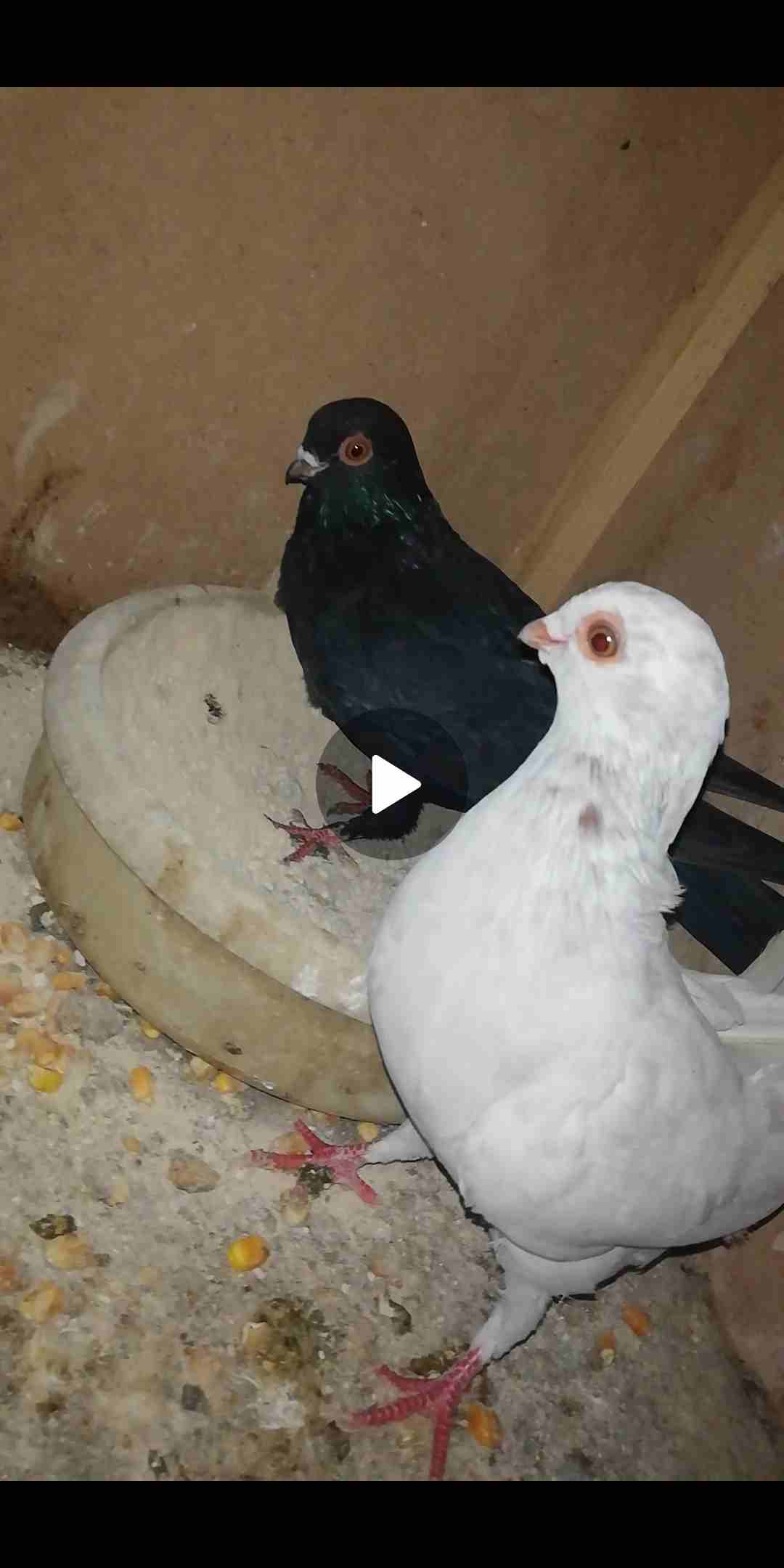 طيرين بواقي 7 على الاغلب
لا تنسَ أنك شاهدت هذا الإعلان في عنكبوت
فرخين صينيات للبيع موجودات بالسل...