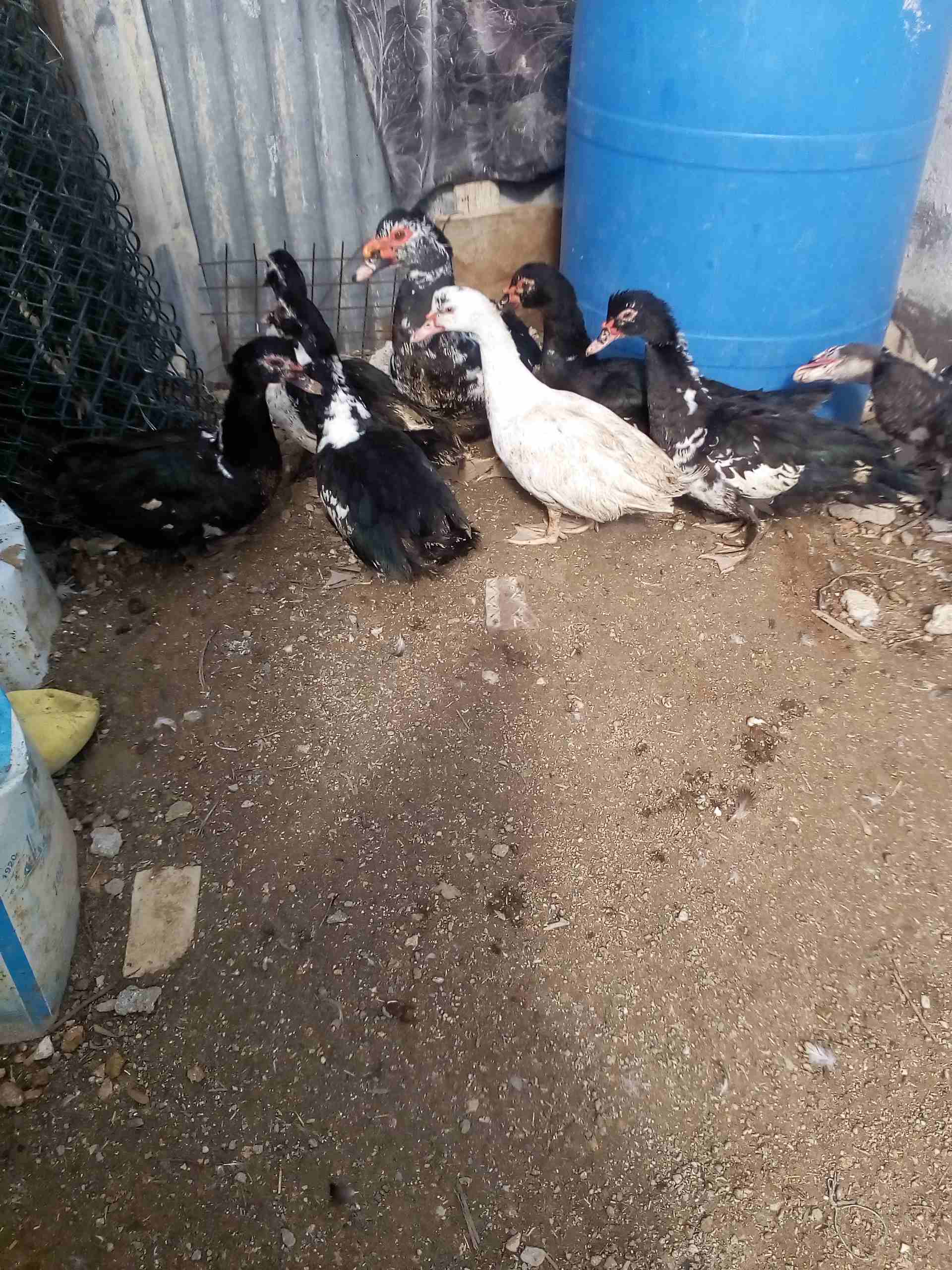 يوجد بط للبيع
لا تنسَ أنك شاهدت هذا الإعلان في عنكبوت
يوجد بط مكسوفي عدد8حبات ذكرين و6اناثي
صحة...