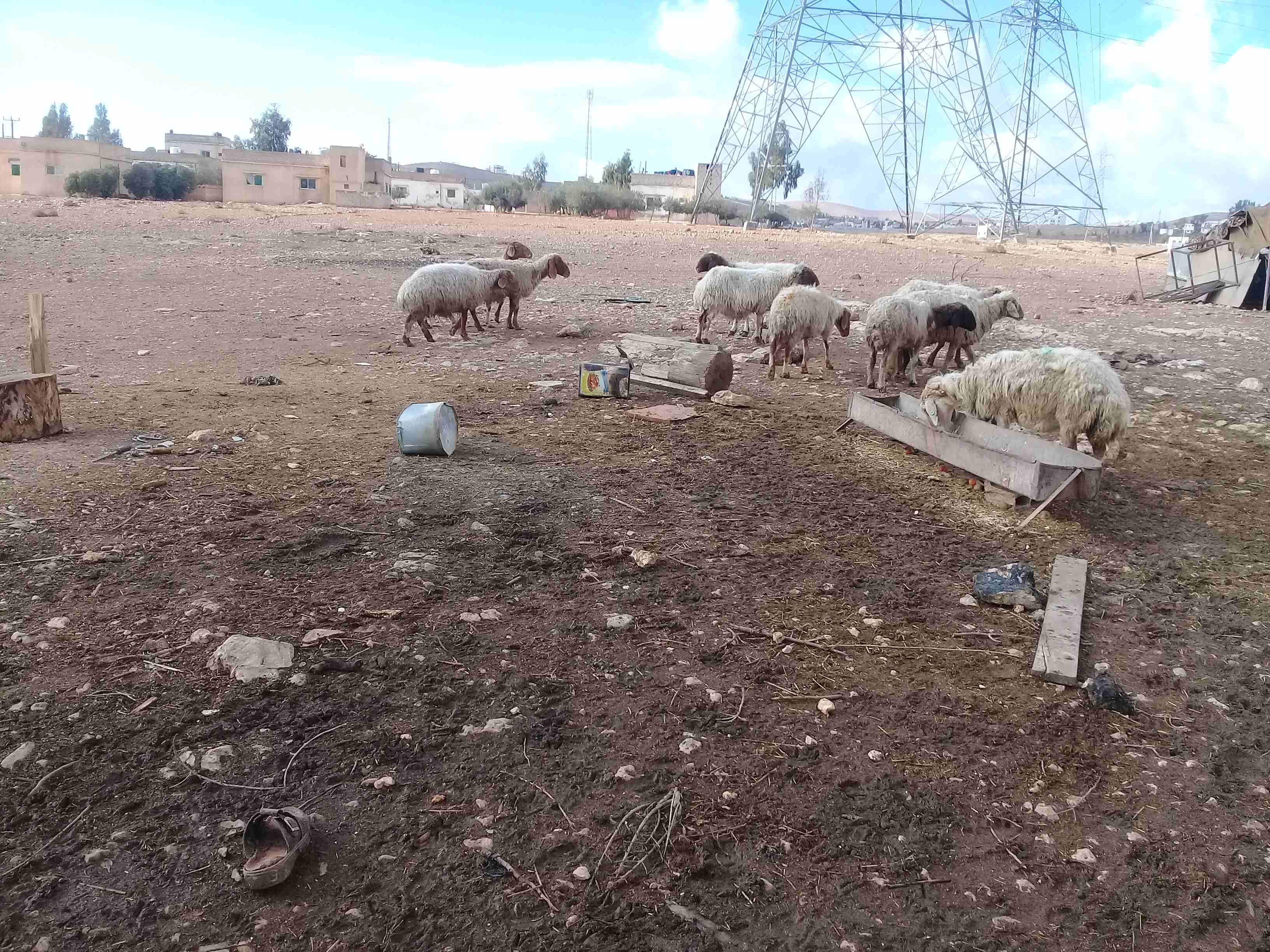 نعاج 12 سبعه اعشار سن ولحم
لا تنسَ أنك شاهدت هذا الإعلان في عنكبوت
نعاج 12 سبعه إعشار من شهرين لى...