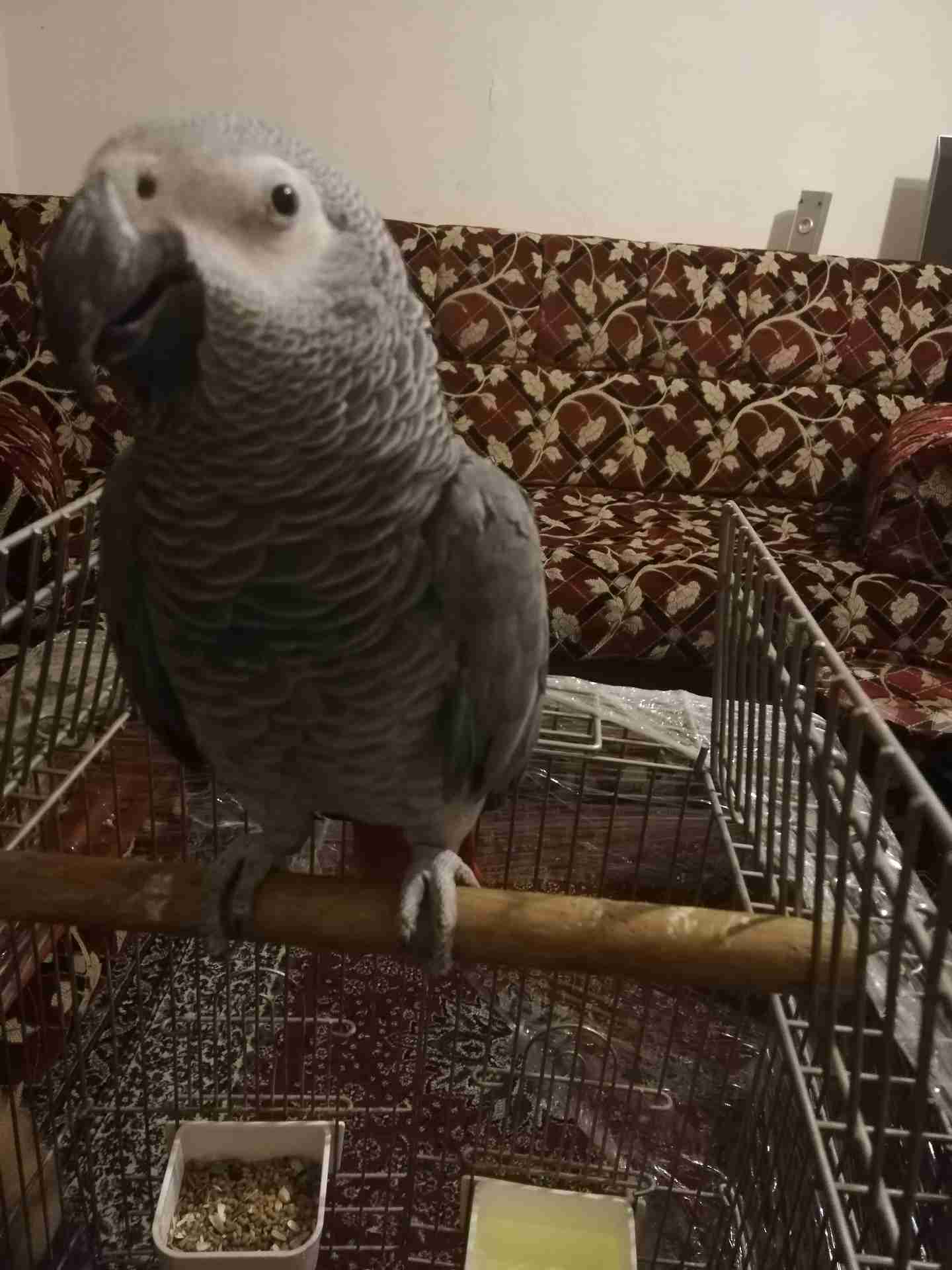 كاسكو متكلم أليف للبيع
لا تنسَ أنك شاهدت هذا الإعلان في عنكبوت
يسعد اوقات الجميع...
كاسكو دبل...