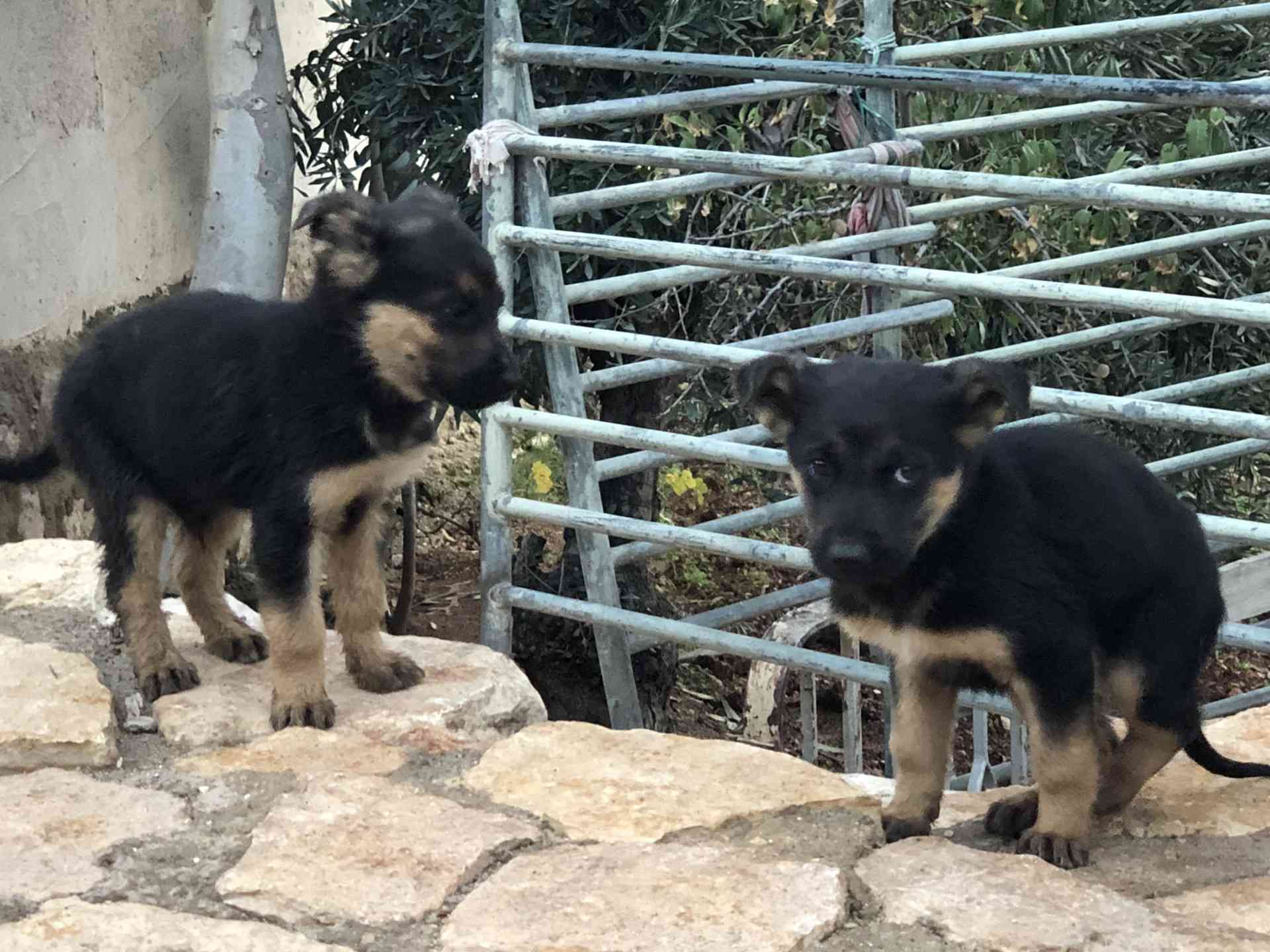 جراو جيرمن شبرد اصلي  للبيع                                            


	 				لا تنسَ أنك شاهدت هذا الإعلان في عنكبوت            
	 				
                                German Shepherd puppies p...