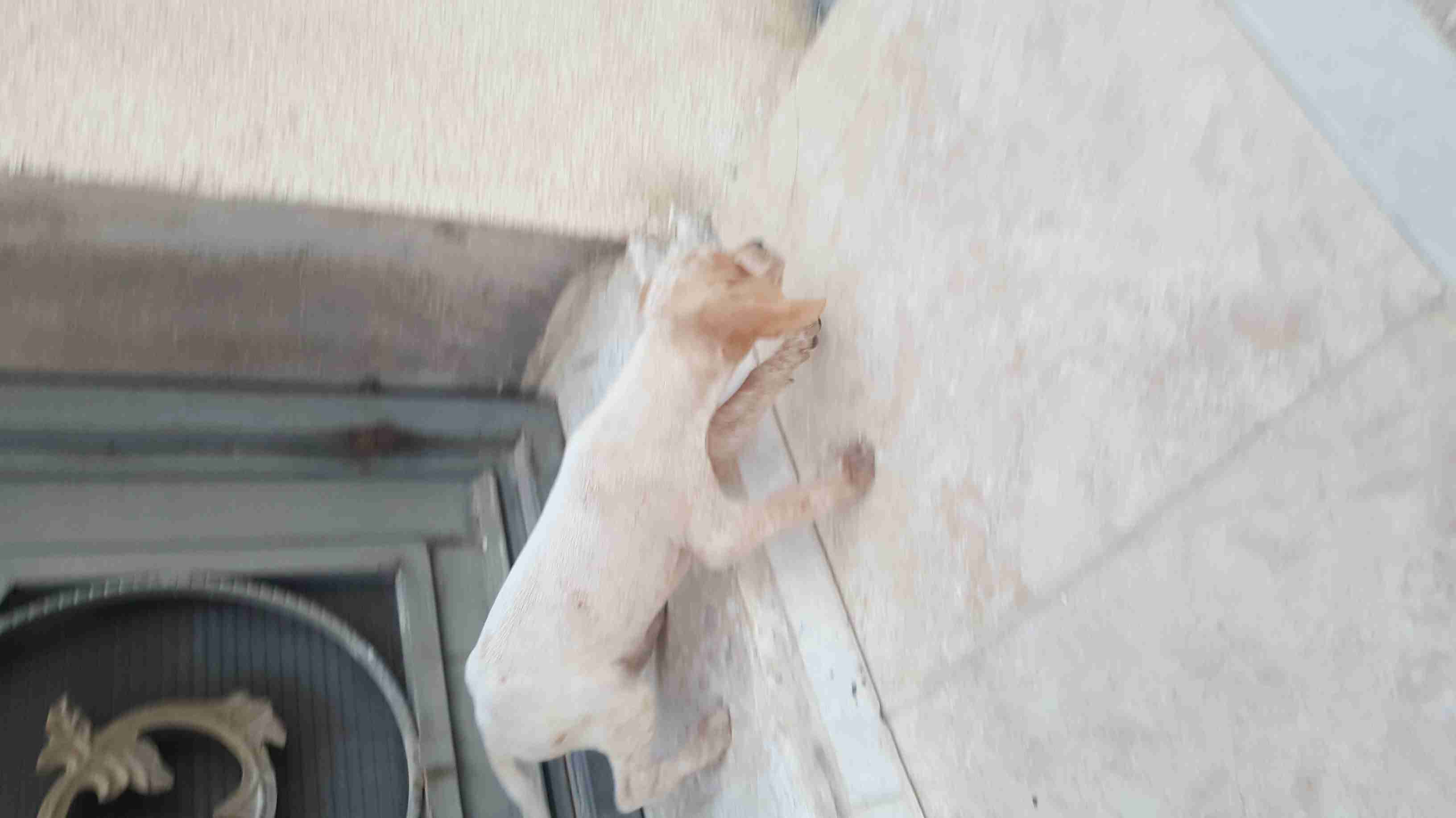 جراوة بونتر صيد                                            


	 				لا تنسَ أنك شاهدت هذا الإعلان في عنكبوت            
	 				
                                يوجد اربع جراوه ذكر و ثلاث اناثي للبي...