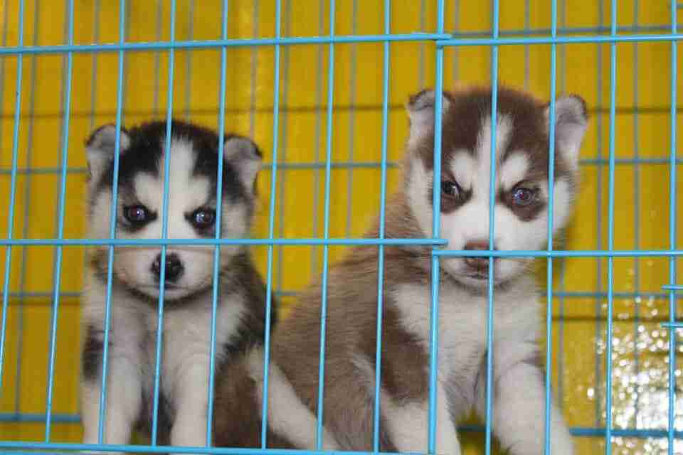 كلاب للبيع dogs for sale
لا تنسَ أنك شاهدت هذا الإعلان في عنكبوت
For sale
1-جراء هاسكي عمر 4...