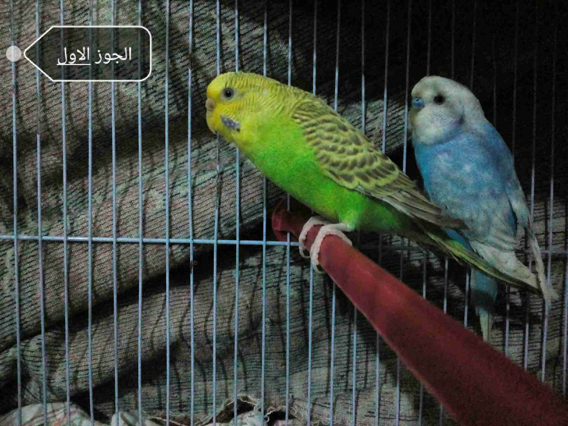 طيور حب جاهزات الجوز 20 مع قفص وكوخ
لا تنسَ أنك شاهدت هذا الإعلان في عنكبوت
اللوان حلوة السعر...