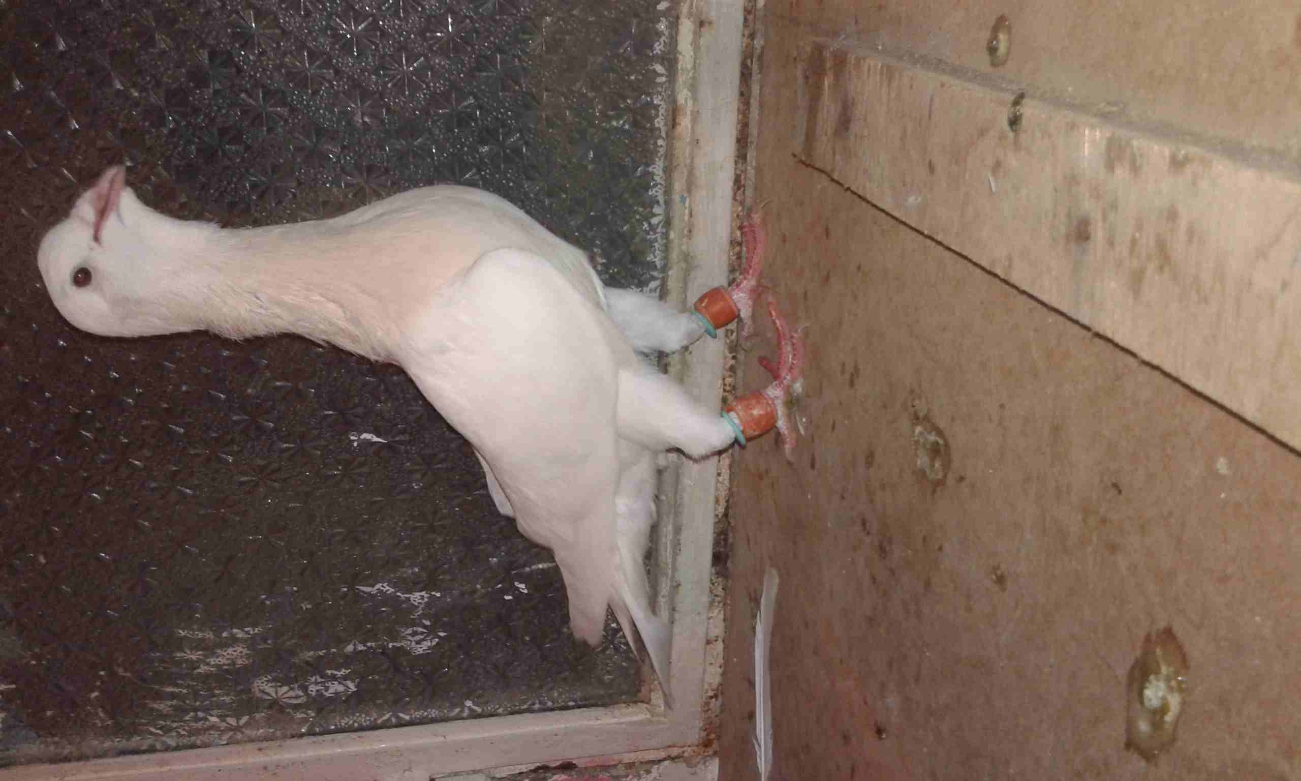 بسم الله اعاده طرح عائله رياحنه وسكريات نخب
لا تنسَ أنك شاهدت هذا الإعلان في عنكبوت
جوز اهالي واو...