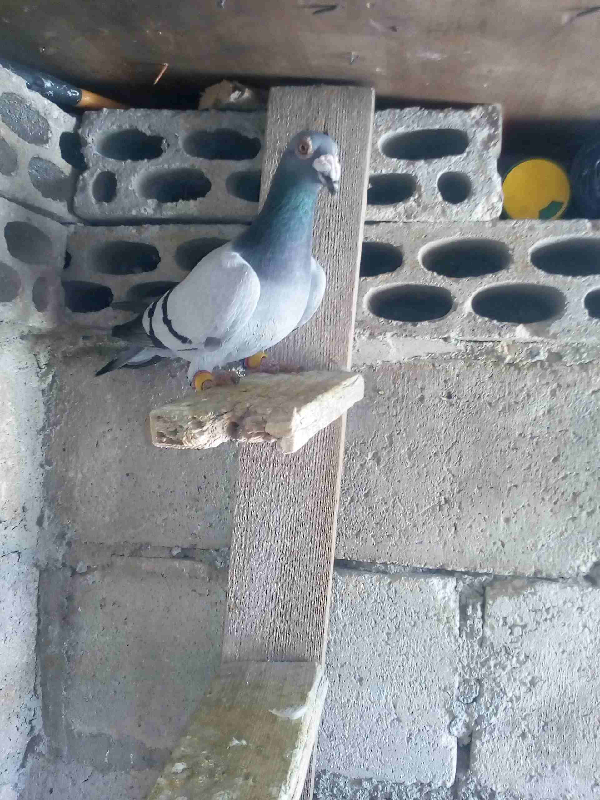 حمام صوريخ طايره بمليح بعد مادبا كش بيديك
لا تنسَ أنك شاهدت هذا الإعلان في عنكبوت
حمام زي مابدك س...