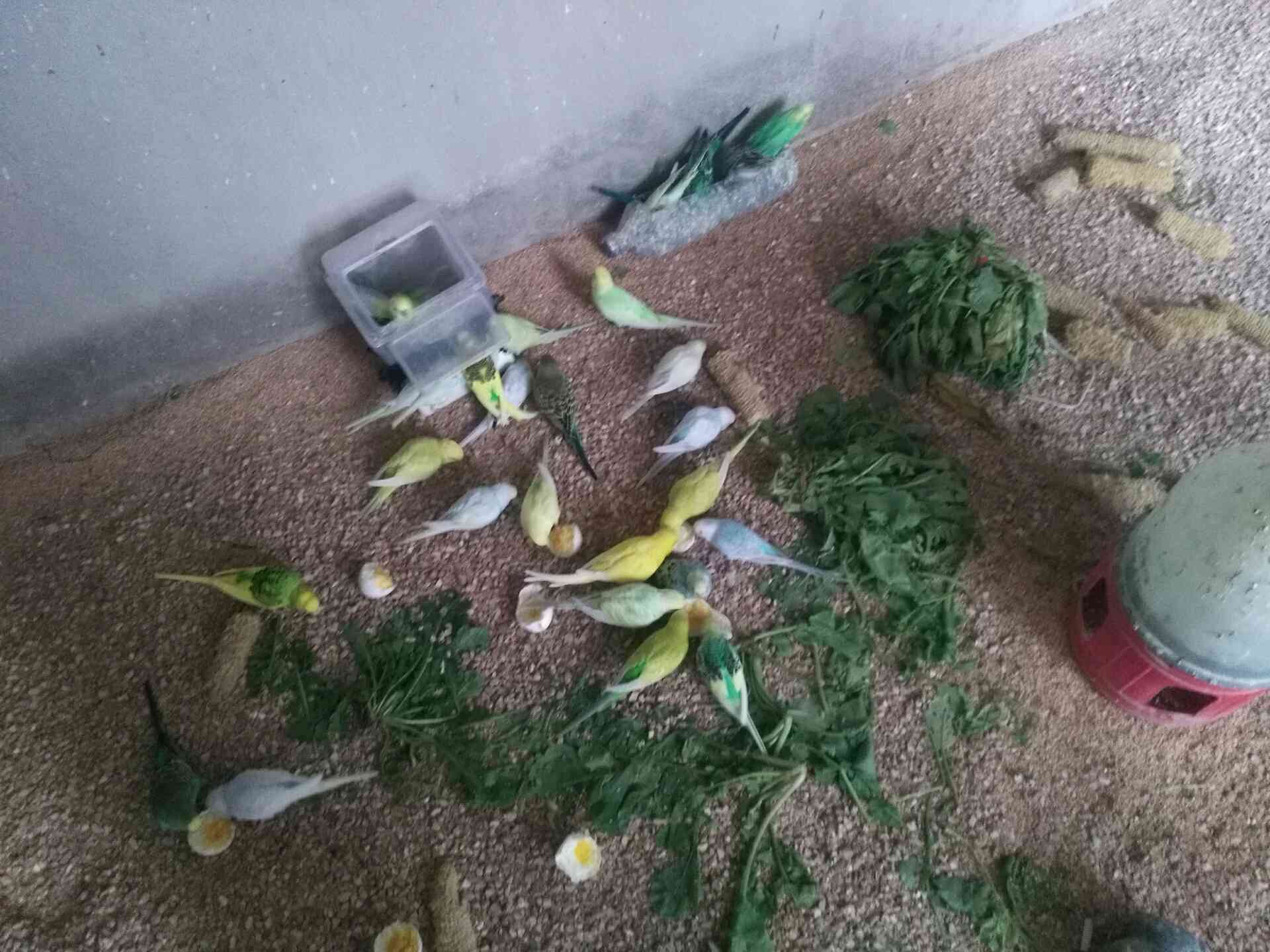 طيور حب
لا تنسَ أنك شاهدت هذا الإعلان في عنكبوت
طيور حب للبيع مطير كامل 25جوز صحة ونظافة كلو...