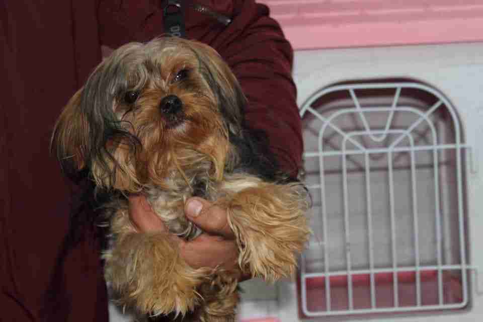 كلاب للبيع dogs for sale
لا تنسَ أنك شاهدت هذا الإعلان في عنكبوت
For sale
1-جراء هاسكي عمر 4...
